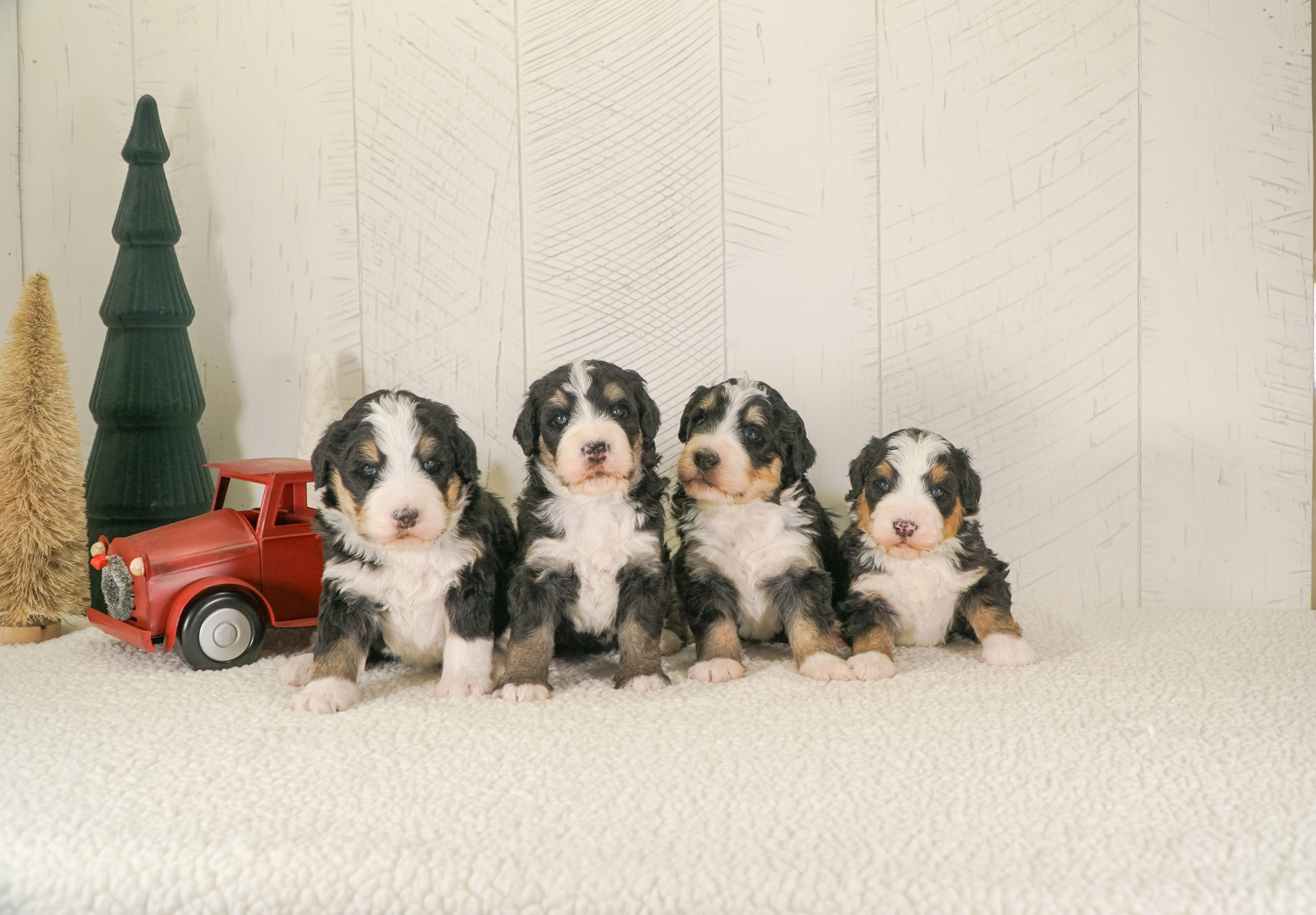 Adorable Bernedoodle puppies from Hoosier Canines enjoying their playtime in a spacious and safe outdoor area in Shipshewana, Indiana