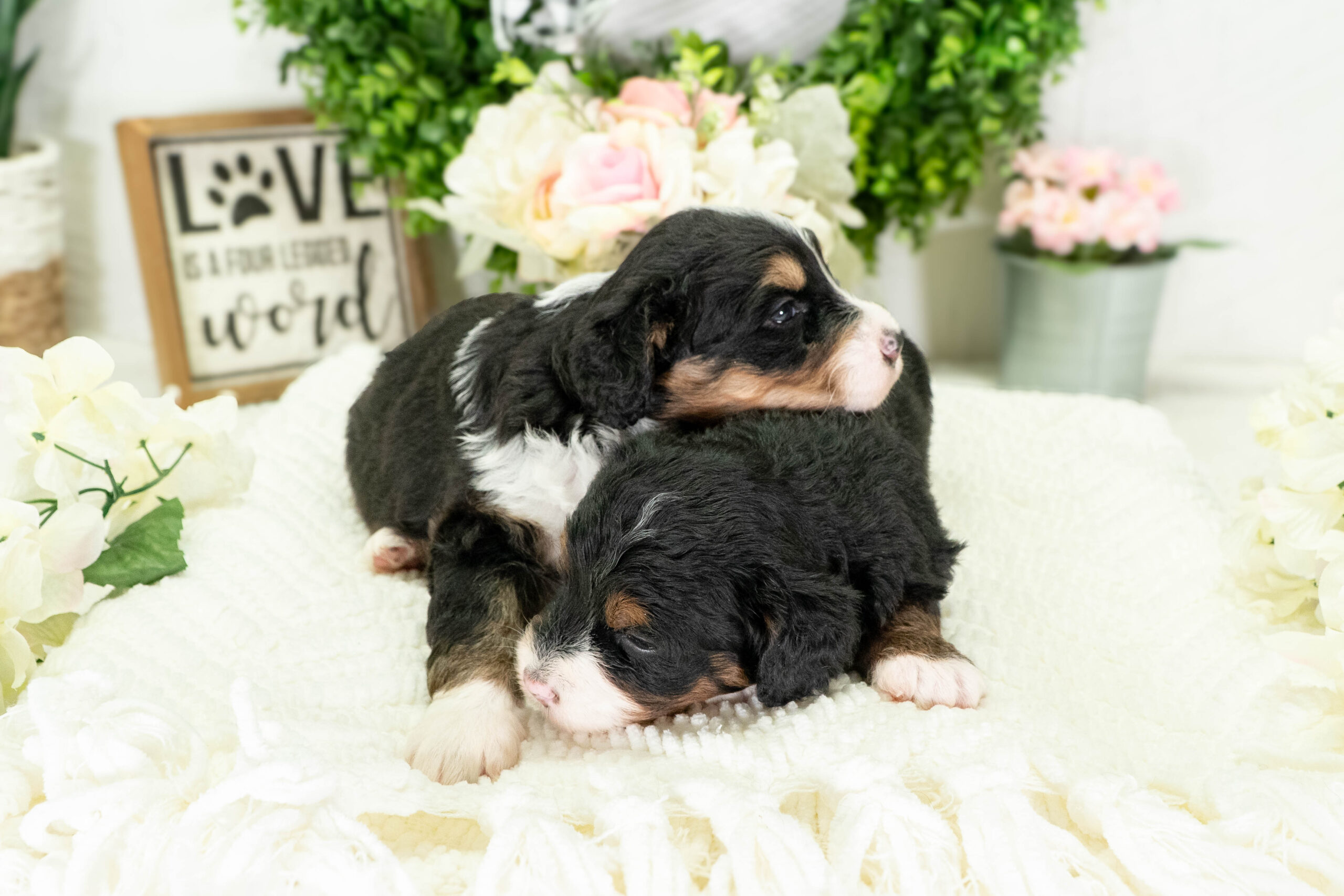 2 females tri-color (1 of 1)-4