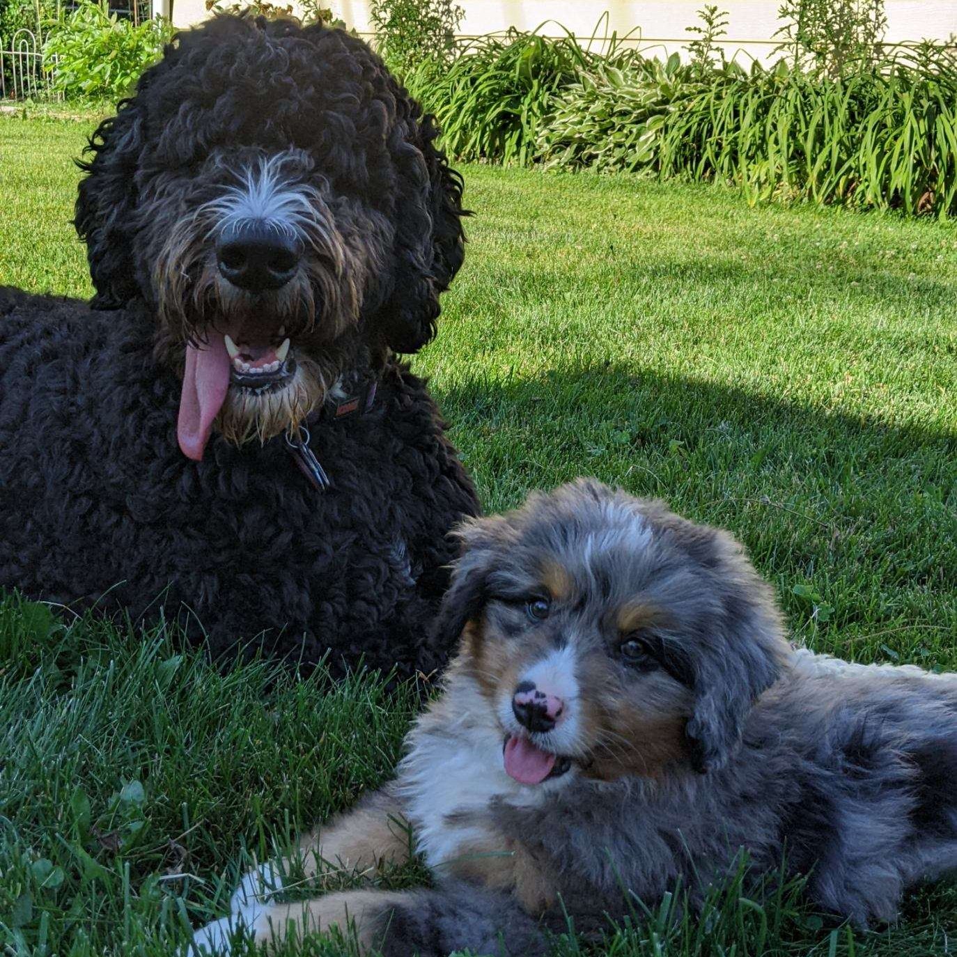 Family embracing their new Bernedoodle puppy from Hoosier Canines; the perfect mixed breed medium-sized dog for new dog owners.