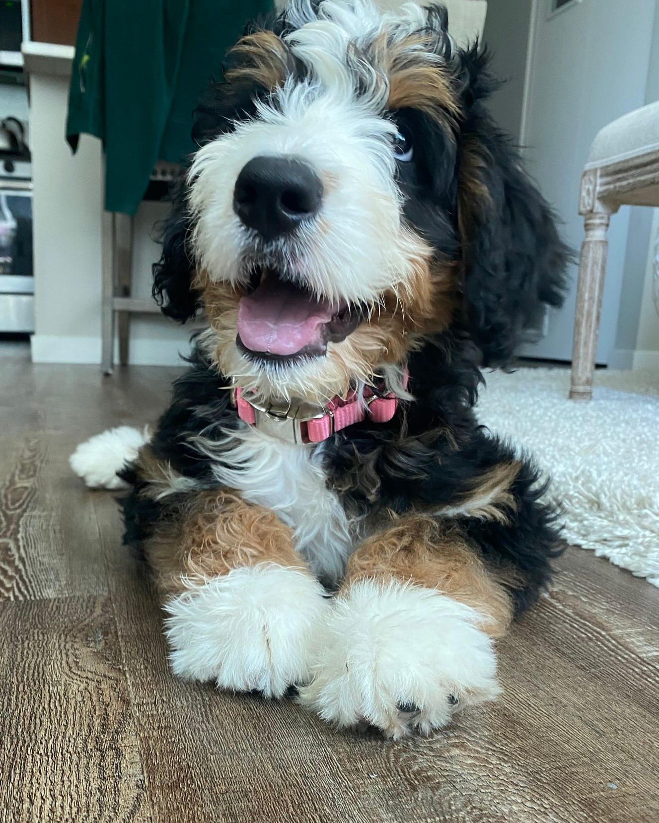 Happy Bernedoodle puppy sitting on the grass amid training sessions, symbolizing the perfect family dog.