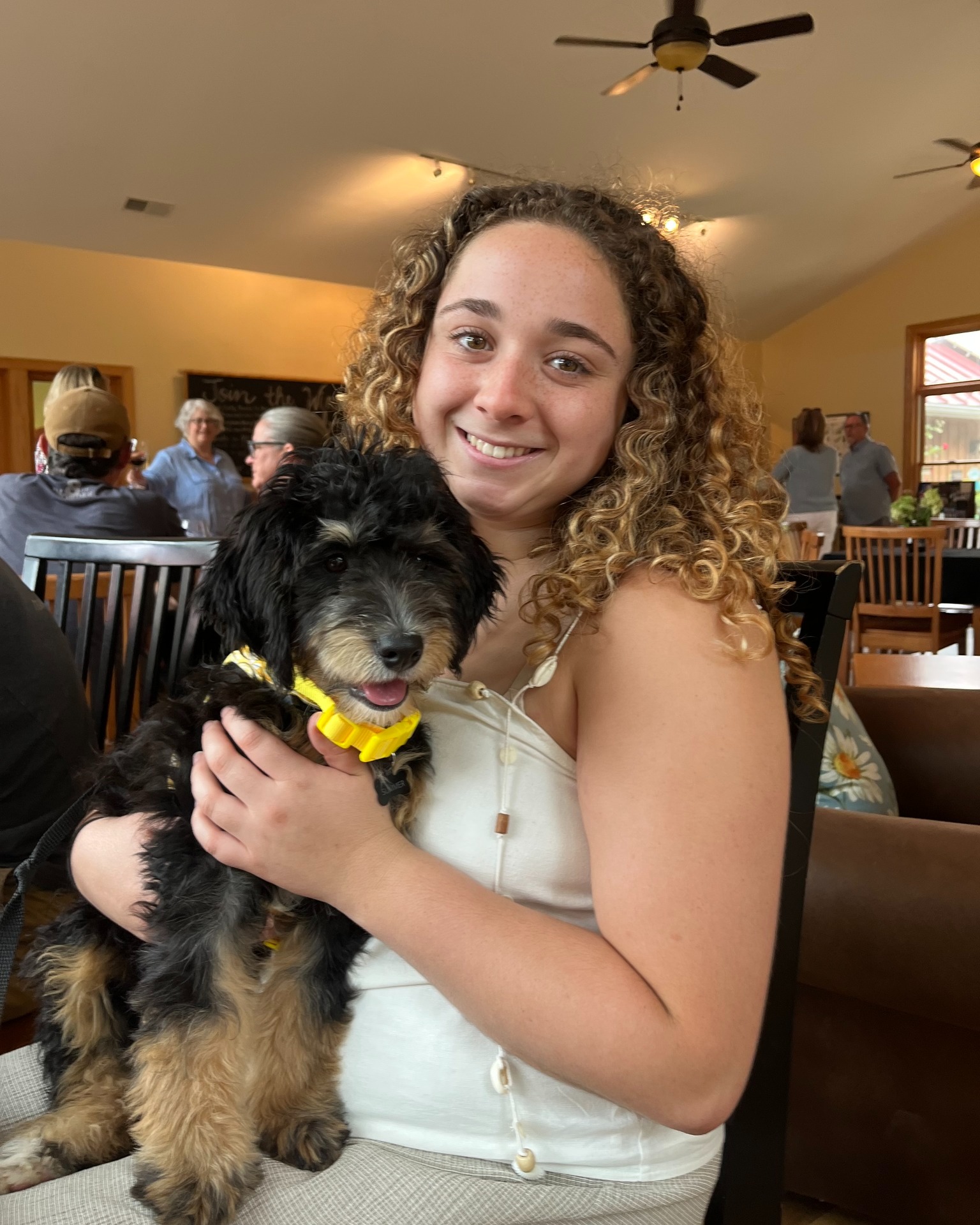 Bernedoodle Puppy with it's family.