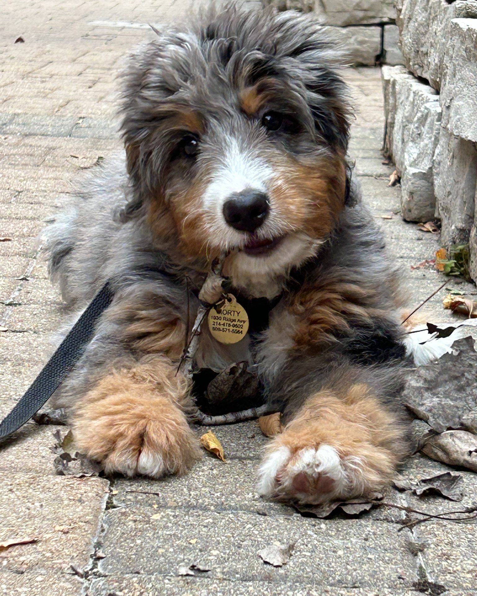 Bernedoodle Puppy with it's family.
