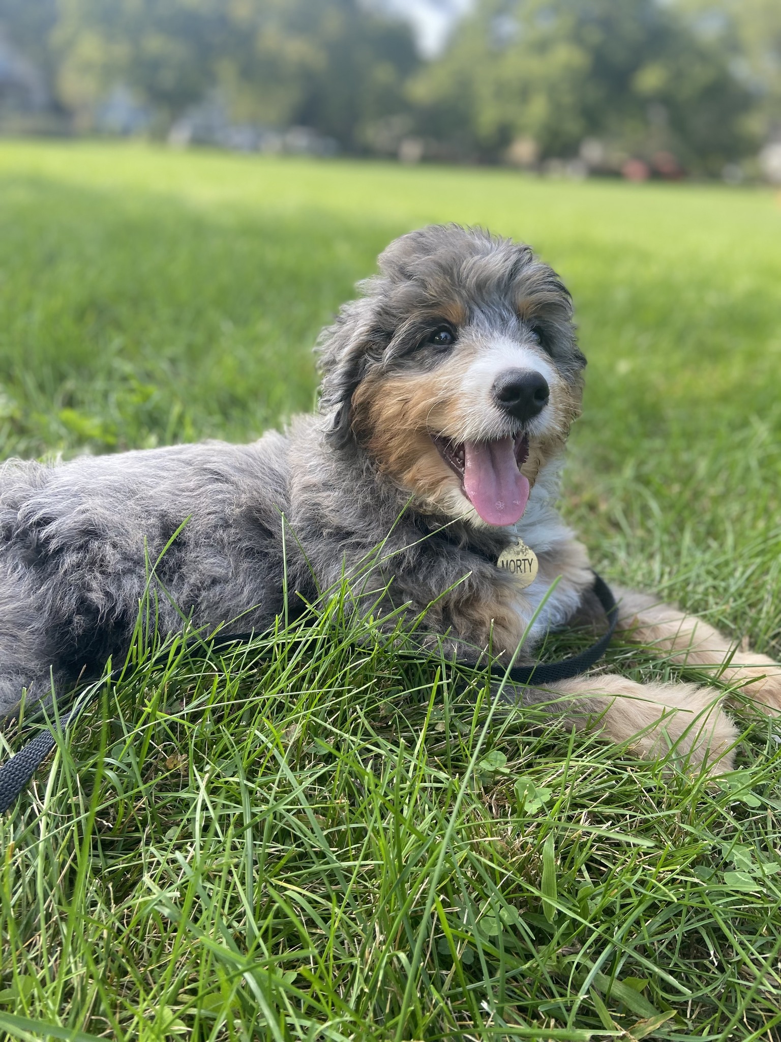 Well-socialized Bernedoodle puppy playing with children