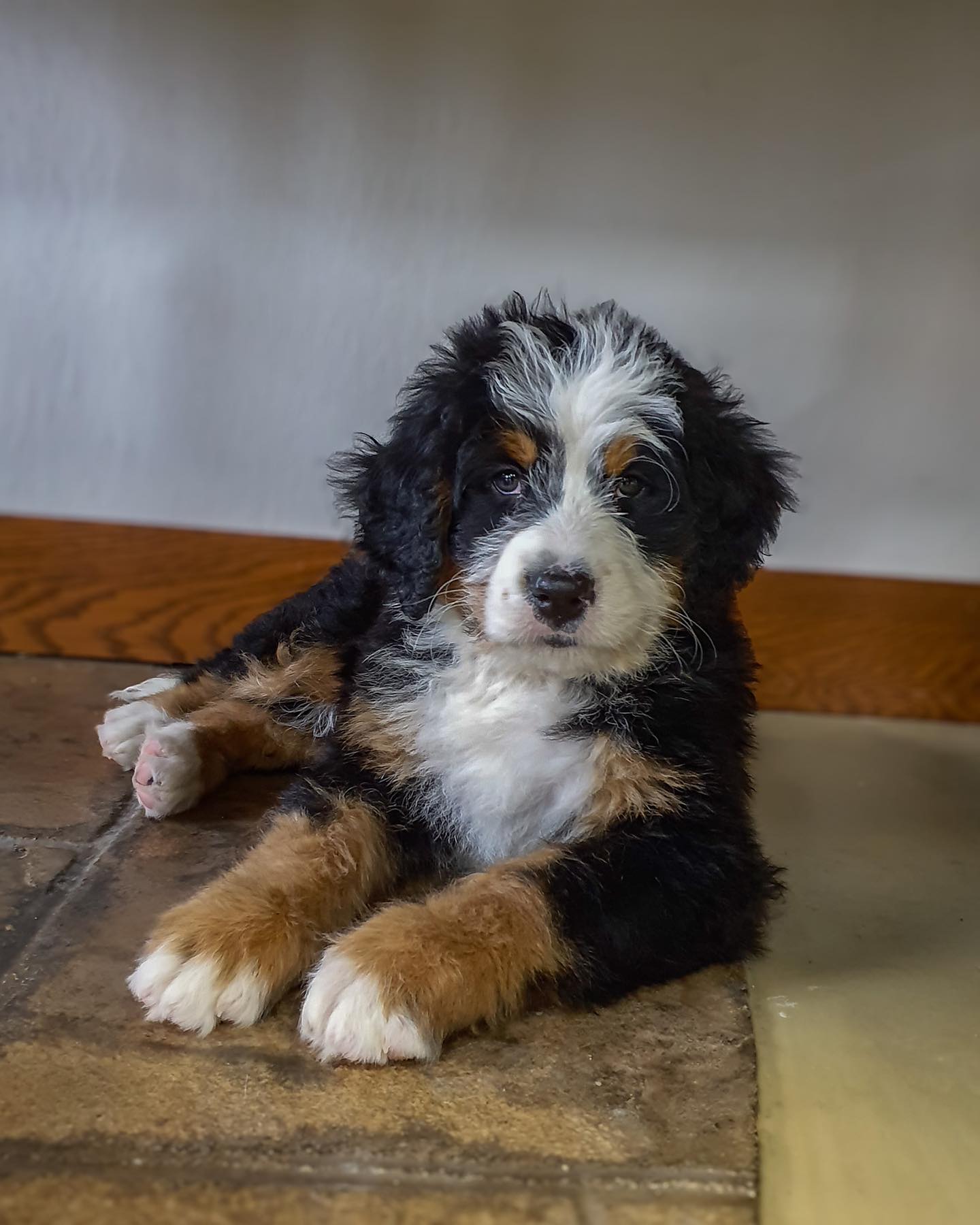 A Bernedoodle puppy in mid-play, capturing the breed's playful spirit and fluffy appearance
