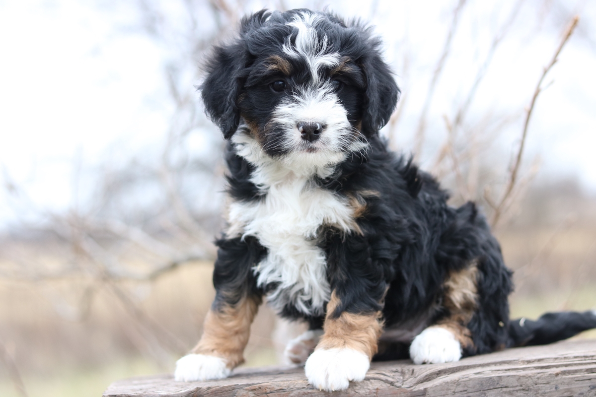 Micro (Tiny) Bernedoodles