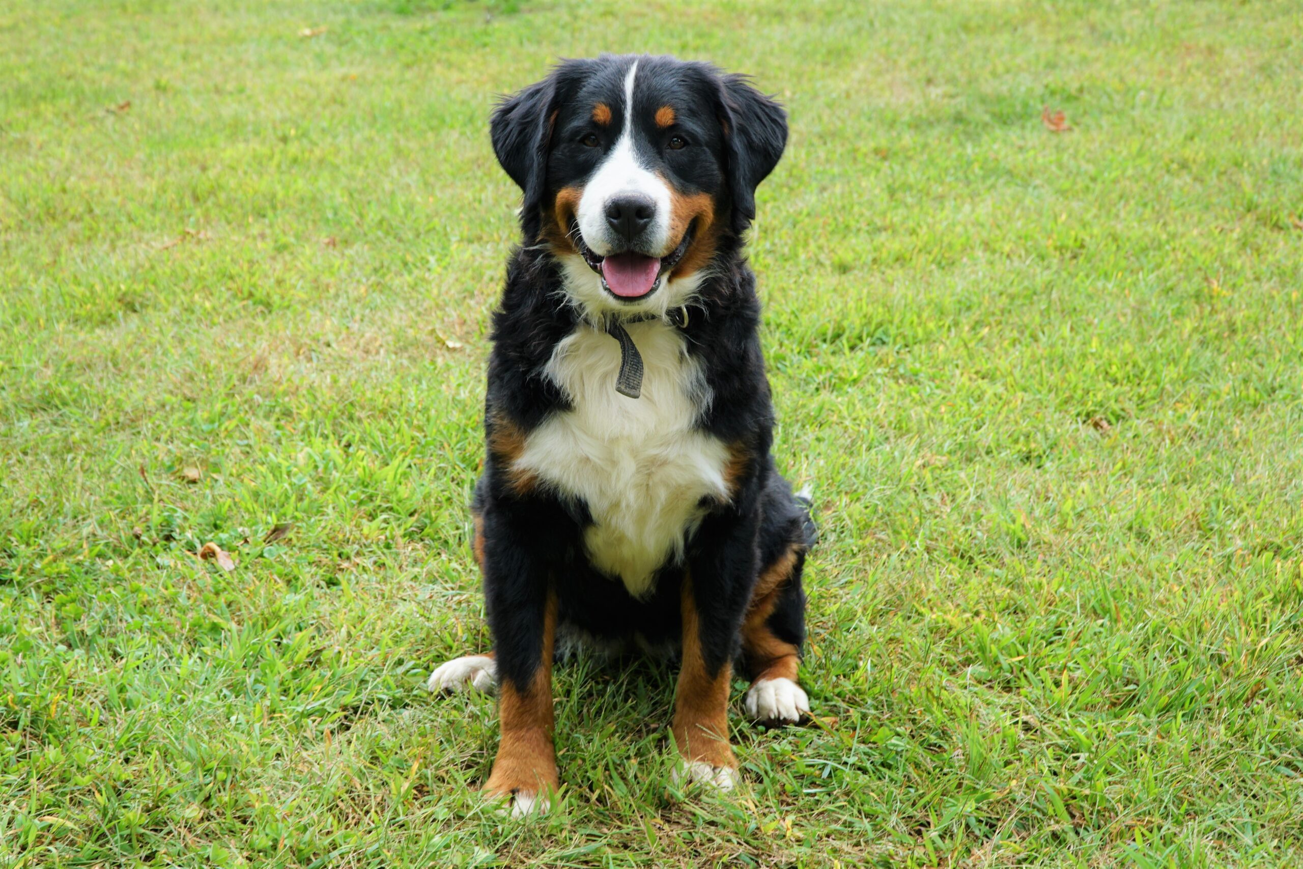 Ann & Pete Expecting Litter , Hoosier Canines