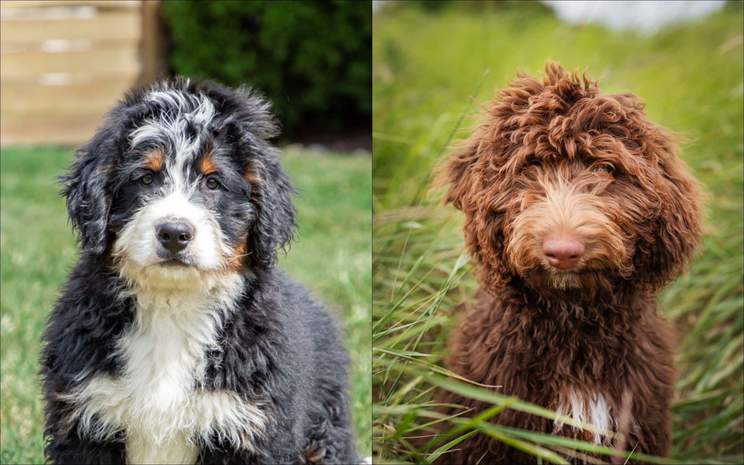 Bernedoodle-Vs-Labradoodle Bernedoodle Vs Labradoodle