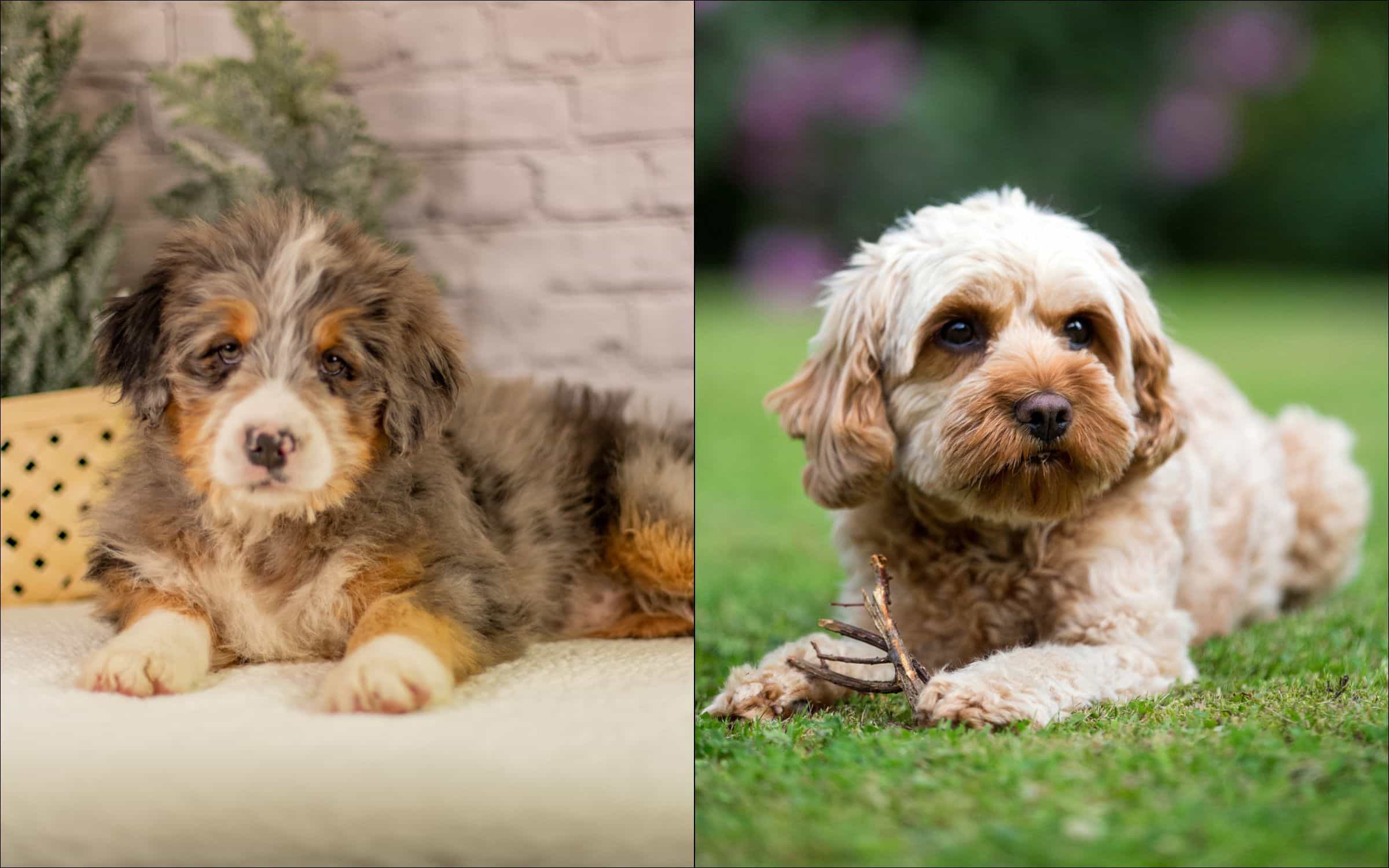 Bernedoodles-Vs-Cavapoos Bernedoodles vs Cavapoos
