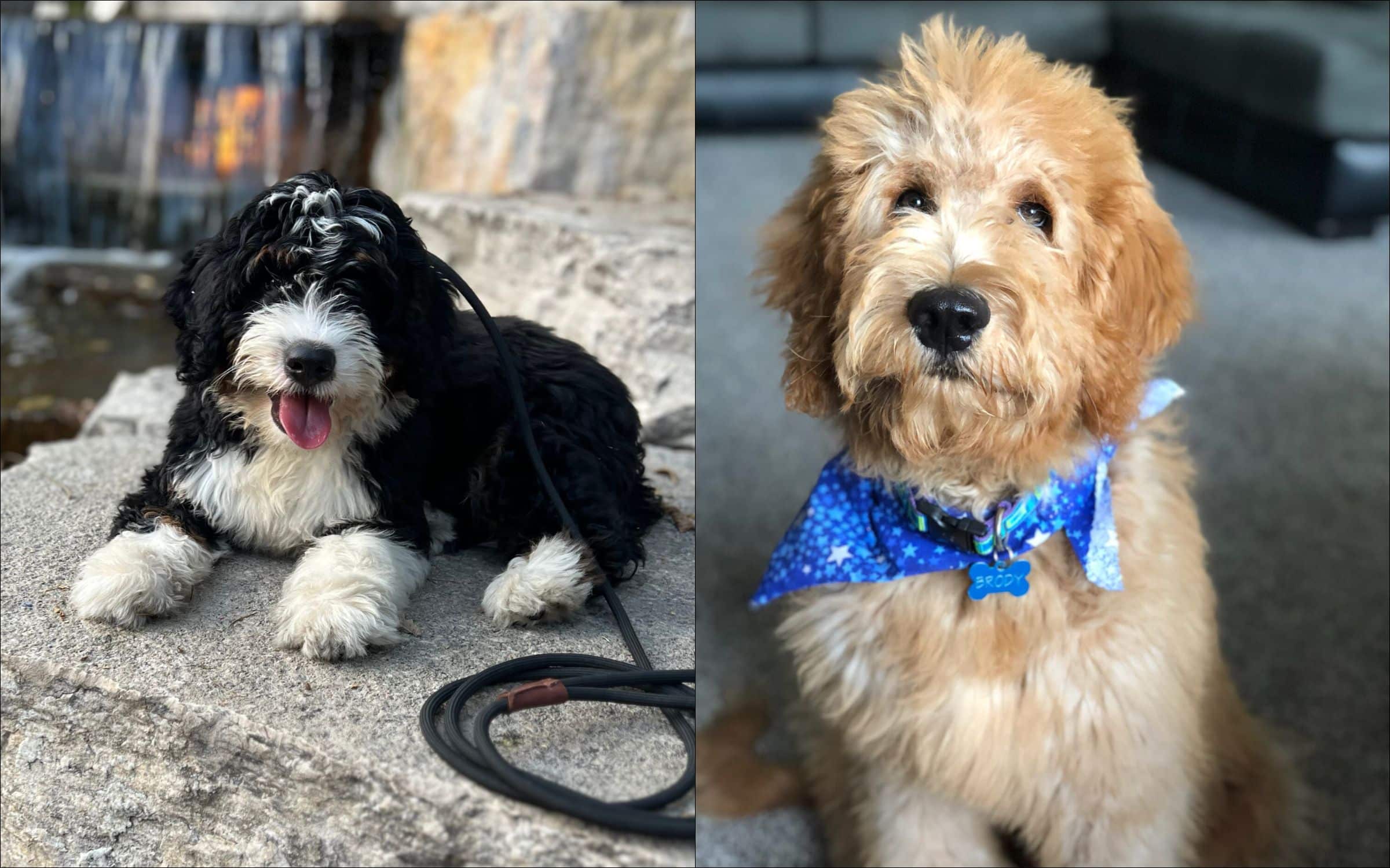 Bernedoodle-Vs-Doodles Bernedoodle Vs Goldendoodle side by side.