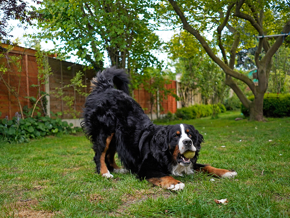 Bernese-Mountain-Dog