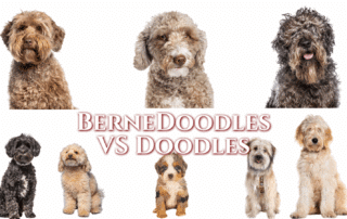 Bernedoodle sitting beside a Goldendoodle, Labradoodle, Sheepadoodle, Saint Berdoodle, and Cavapoo – doodle breeds compared for size, coat, and personality.