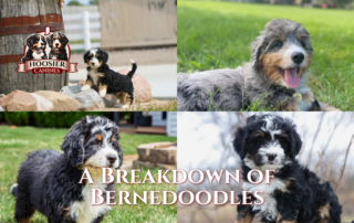 A Breakdown of Bernedoodles
