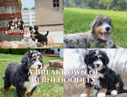 A Breakdown of Bernedoodles