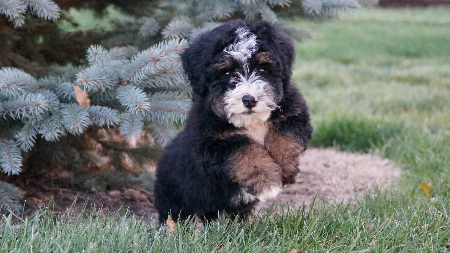 Adorable Bernedoodle puppies from Hoosier Canines enjoying their playtime in a spacious and safe outdoor area in Shipshewana, Indiana