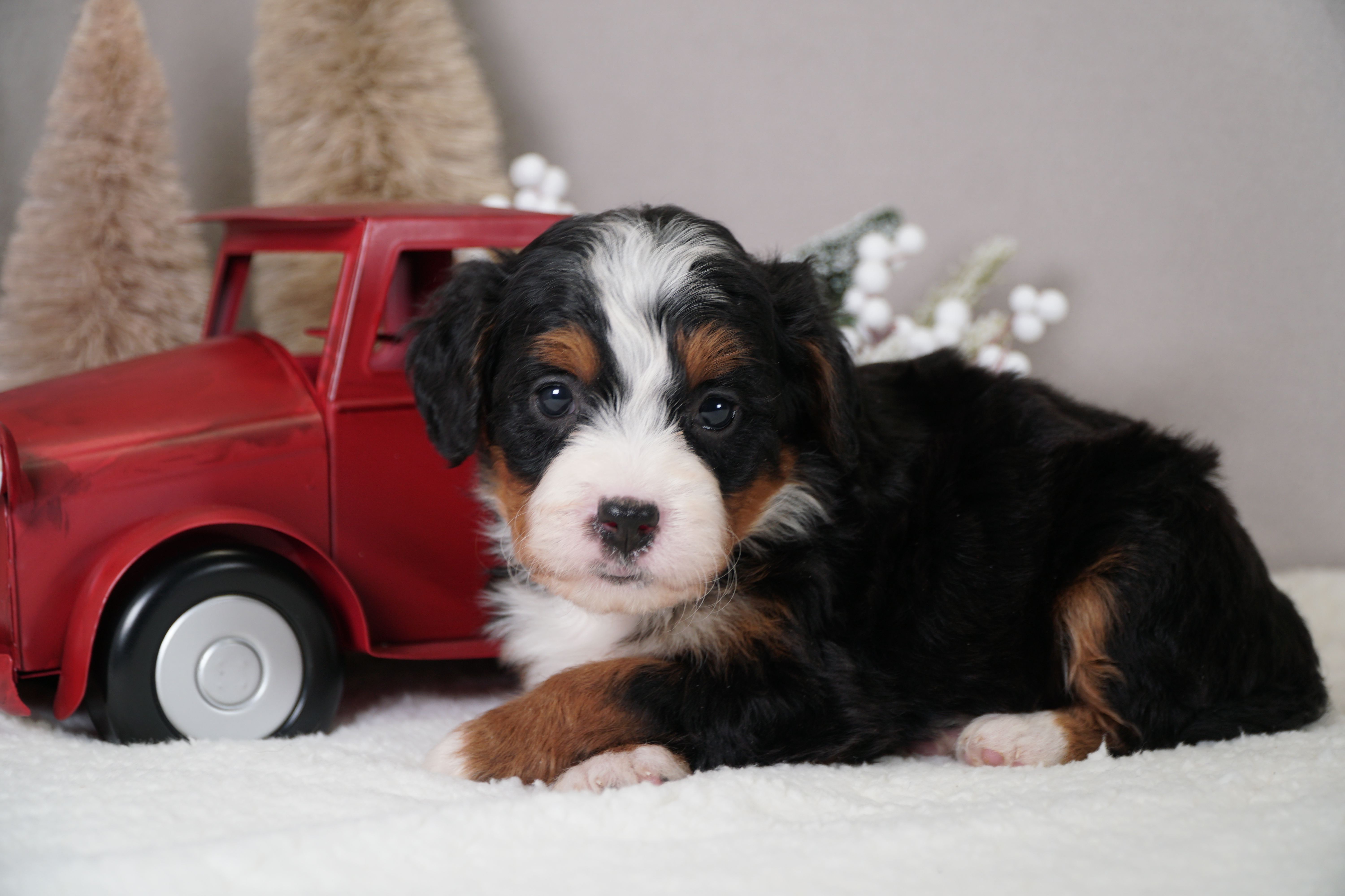 Hoosier Canines puppies receive early neurological stimulation to enhance their adaptability and resilience, ensuring well-socialized future companions