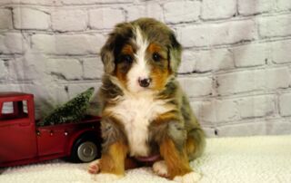 Faq's about Bernedoodles