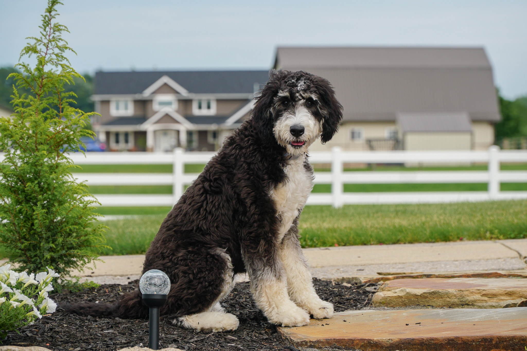 Lucy Pearl (Trained) (Reserved) Trained F1 Mini Bernedoodle, Hoosier Canines