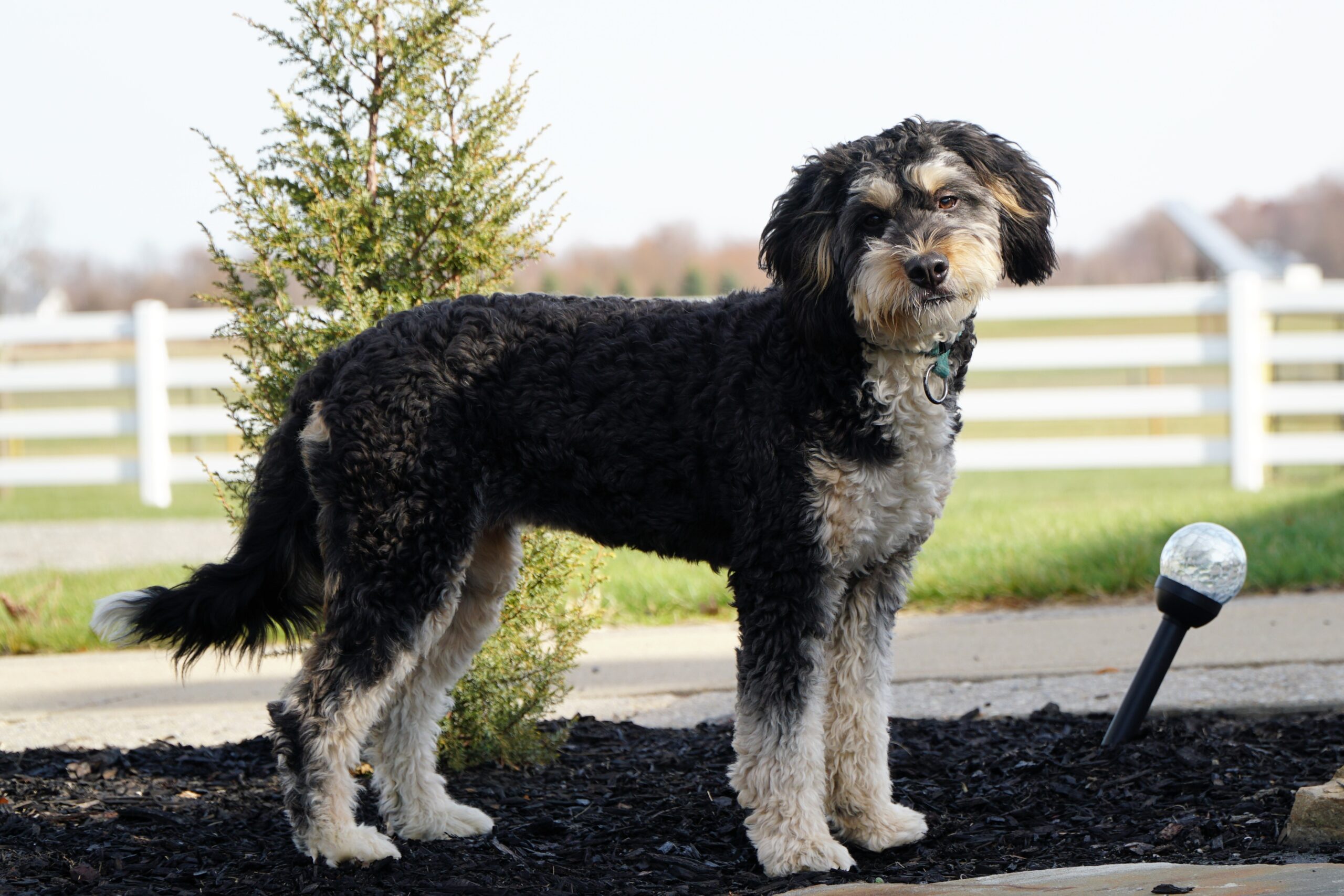 Bernedoodle Puppies For SaleRheaBernedoodle For Sale