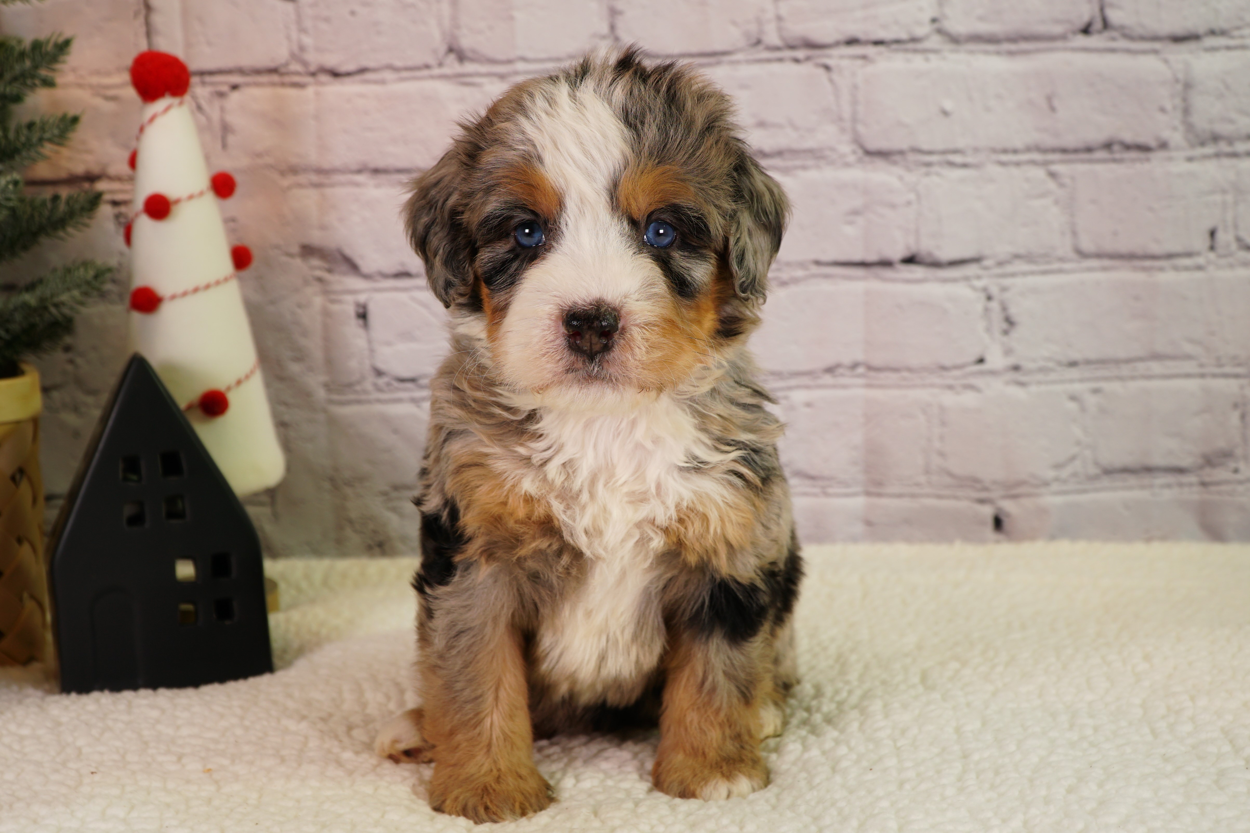 New Bernedoodle owner receiving a puppy from Hoosier Canines