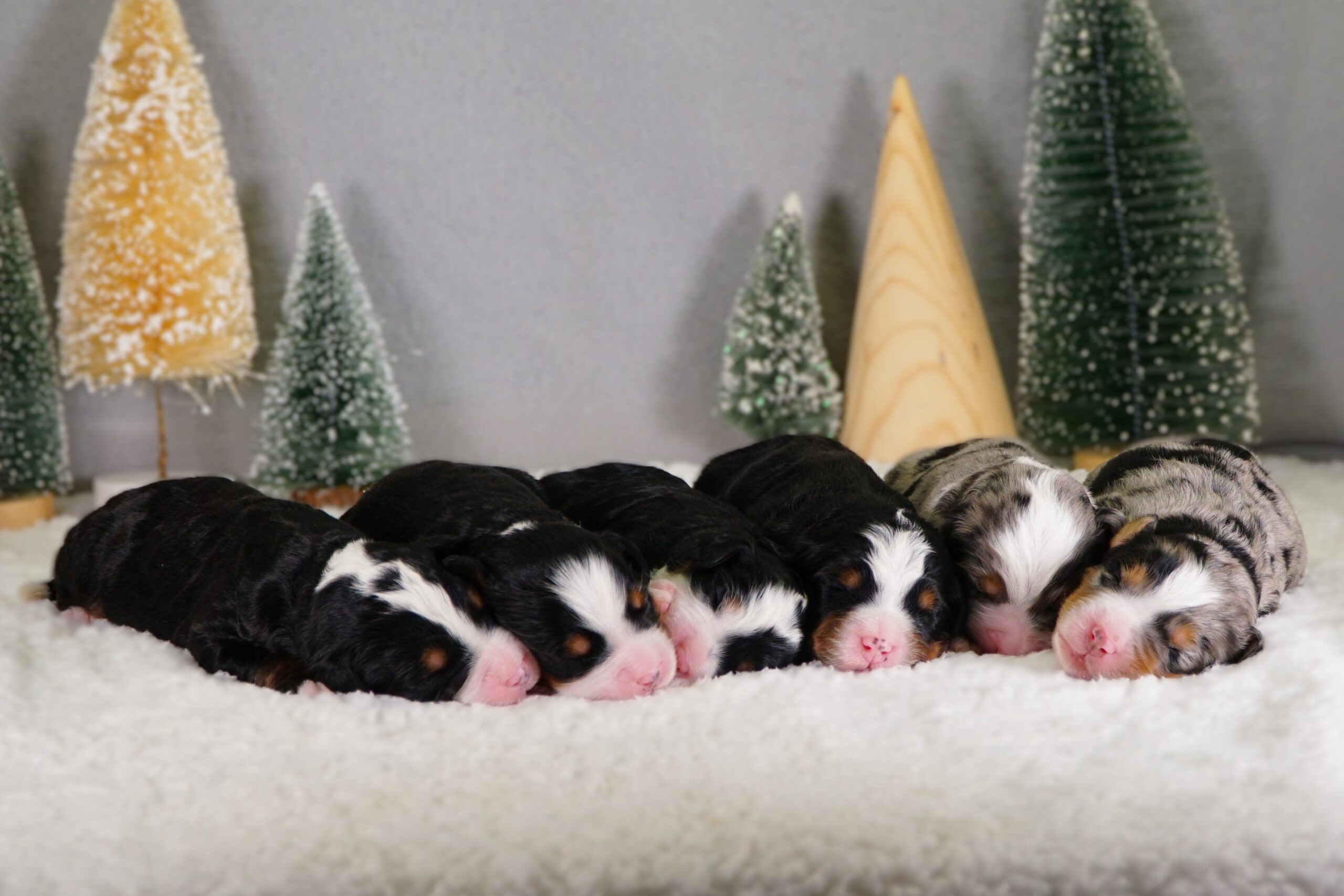 Ann & Mr. Cocoa Newborn Litter , Hoosier Canines
