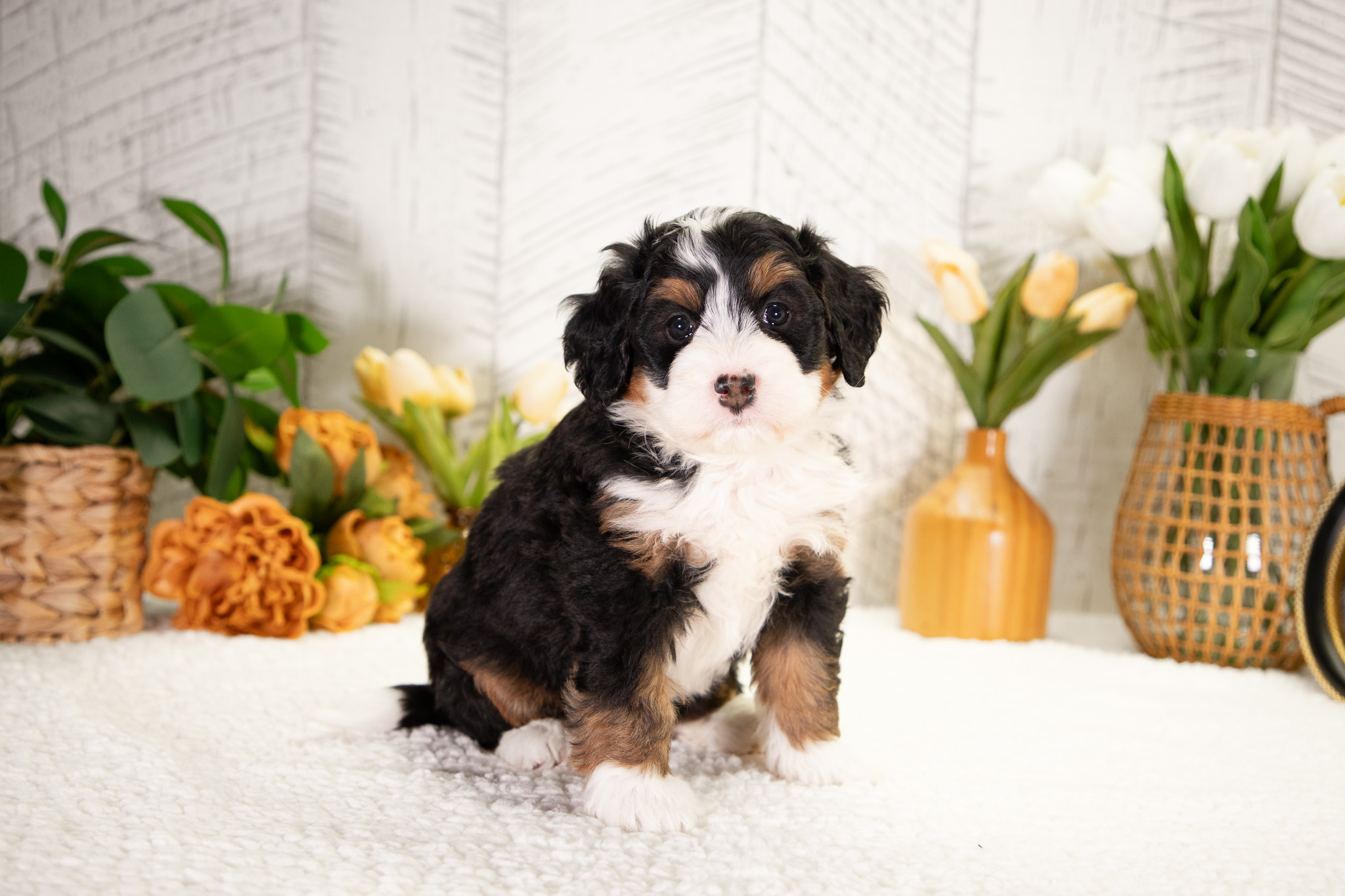 Bernedoodle Puppies For SaleDaisy (Reserved)Bernedoodle For Sale