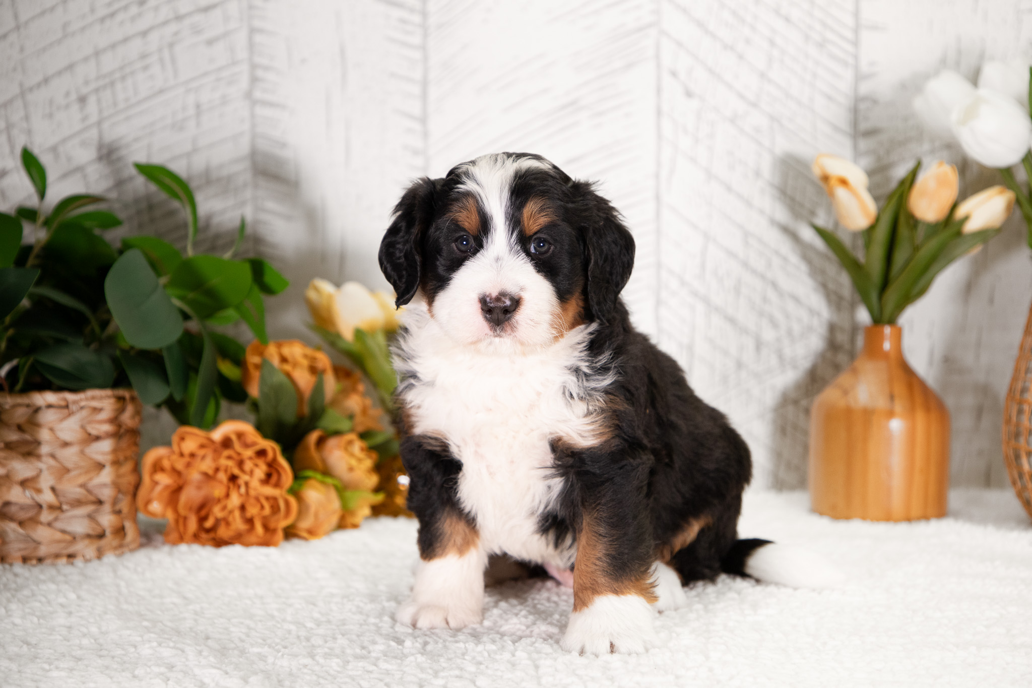 Bernedoodle Puppies For SaleDawsonBernedoodle For Sale