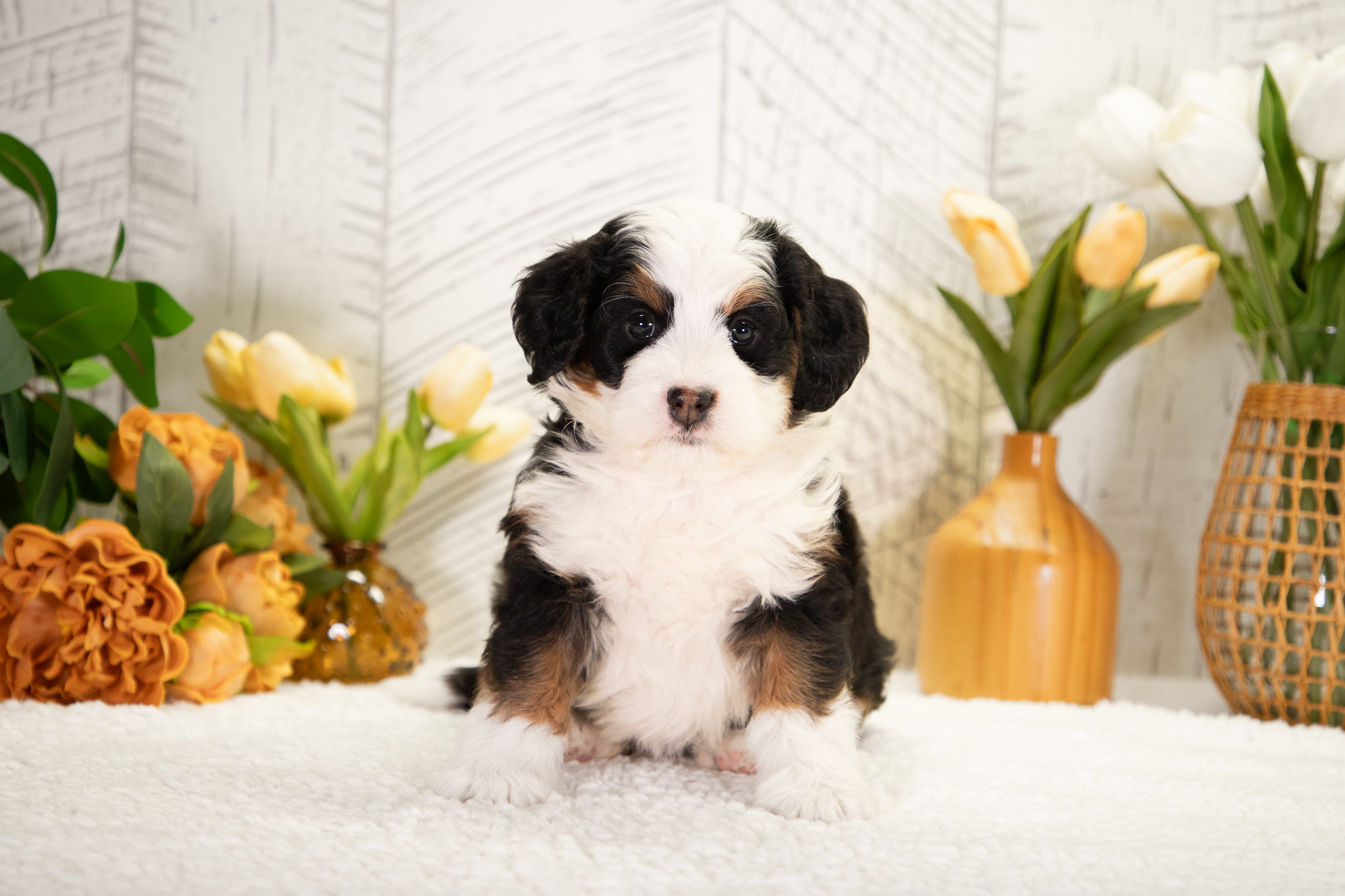Bernedoodle Puppies For SaleDestinyBernedoodle For Sale