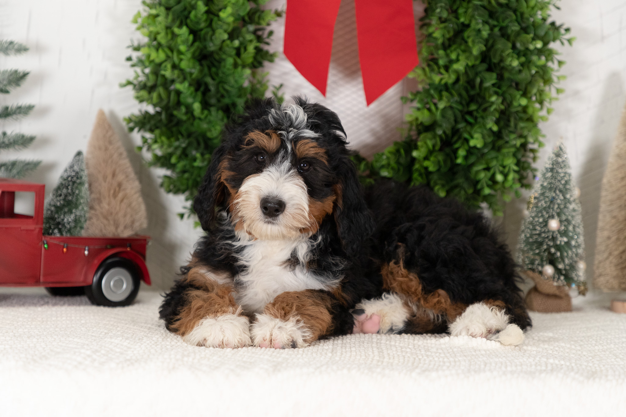 Bernedoodle Puppies For SaleAbby (Reserved)Bernedoodle For Sale
