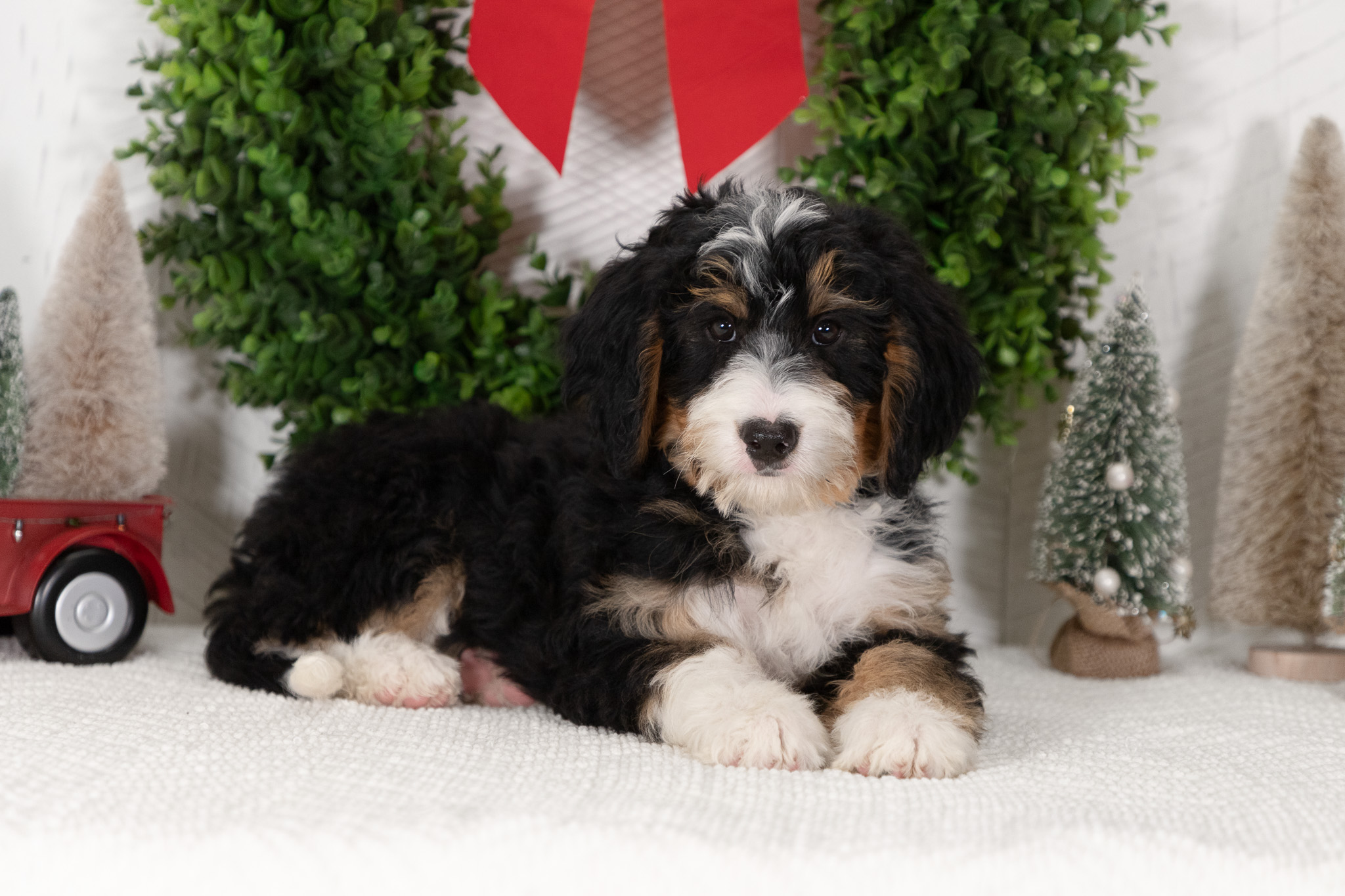 Bernedoodle Puppies For SaleAngel (Reserved)Bernedoodle For Sale