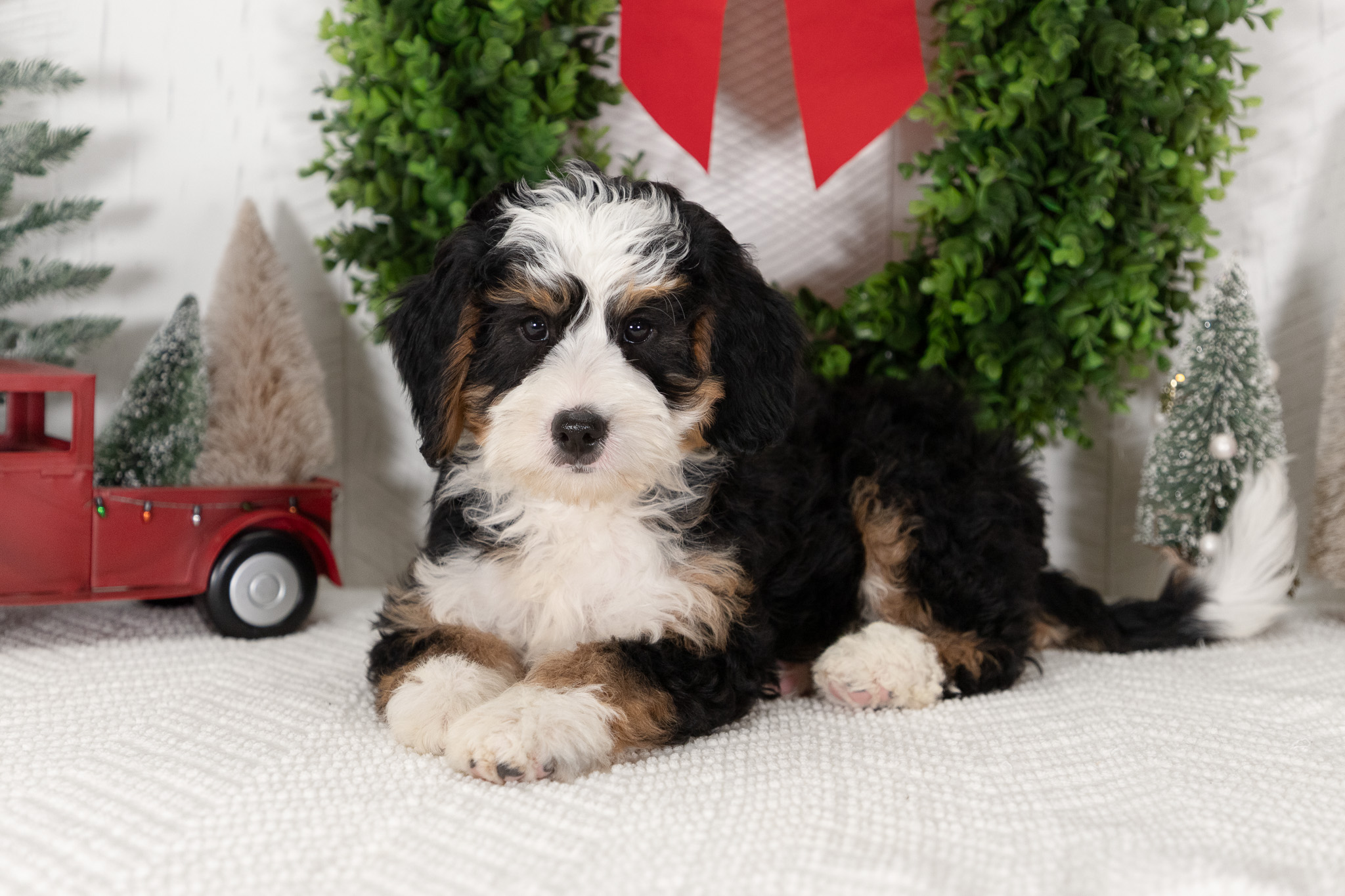 Trained-F1-Mini-Bernedoodle-Puppy-Ashley-1