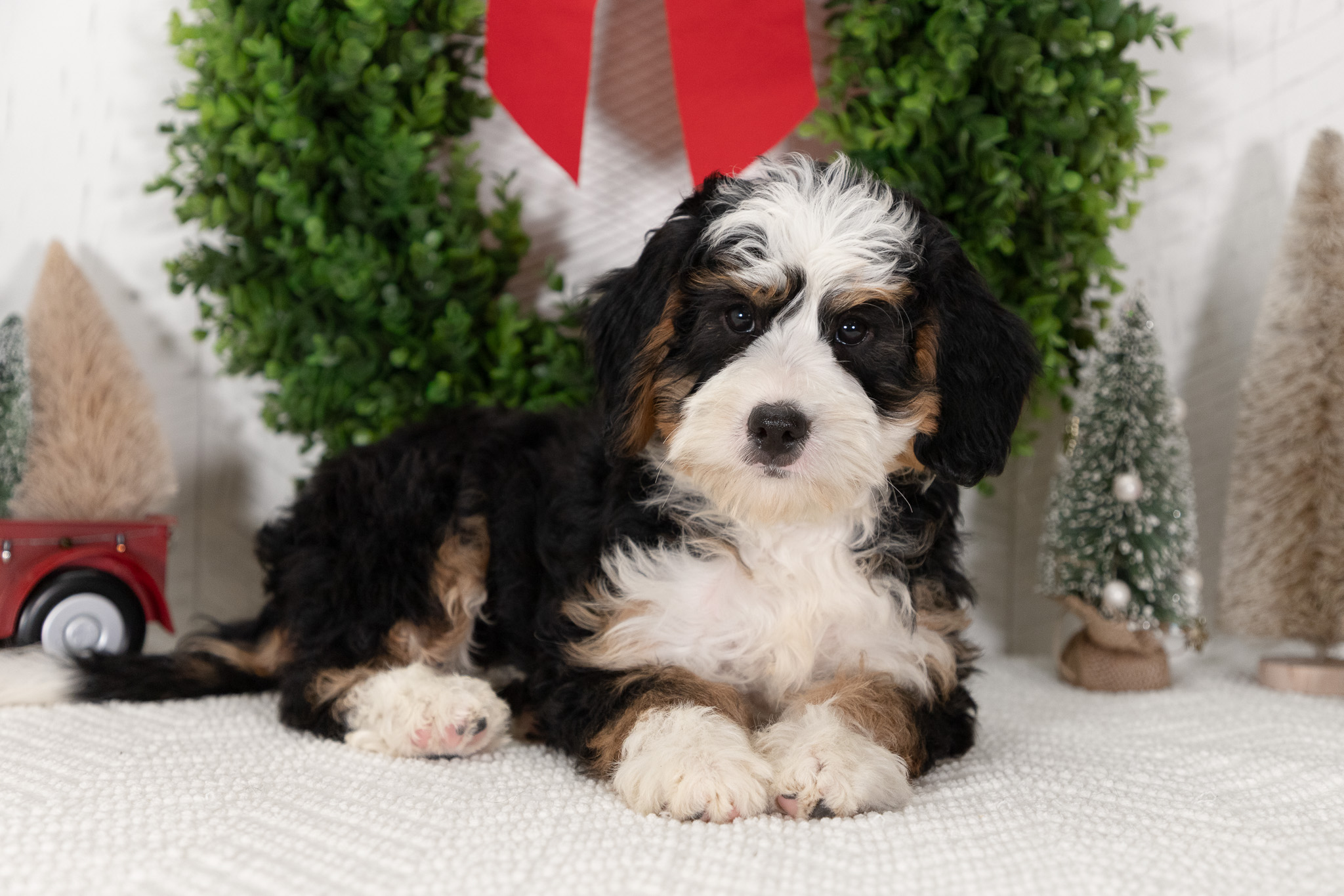 Trained-F1-Mini-Bernedoodle-Puppy-Ashley-2