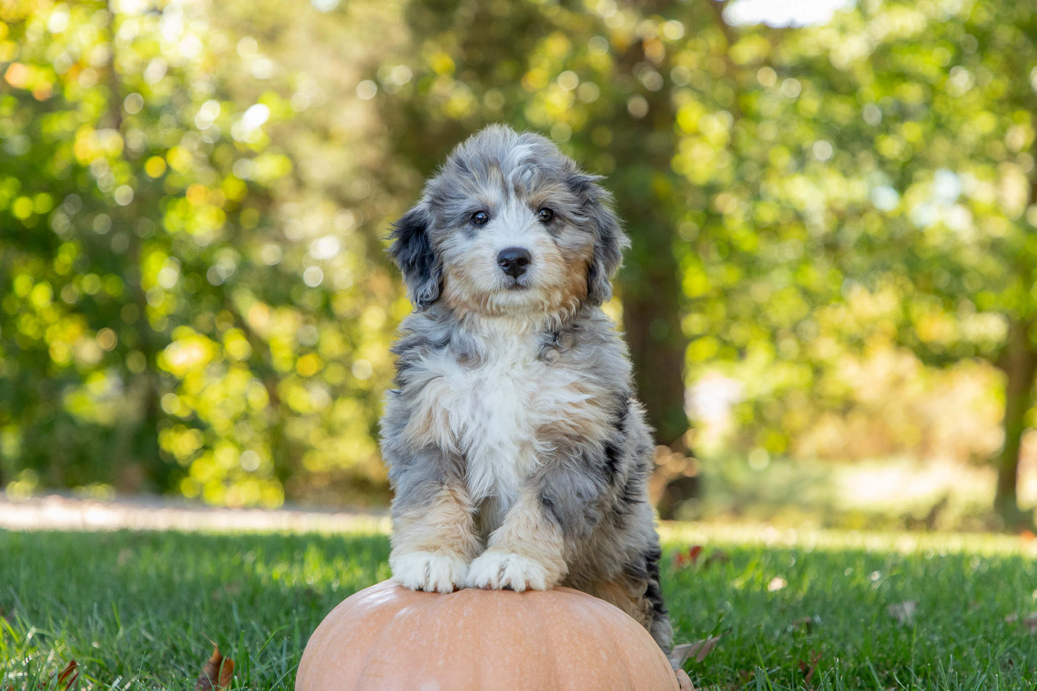 Bernedoodle Puppies For SaleWhitneyBernedoodle For Sale