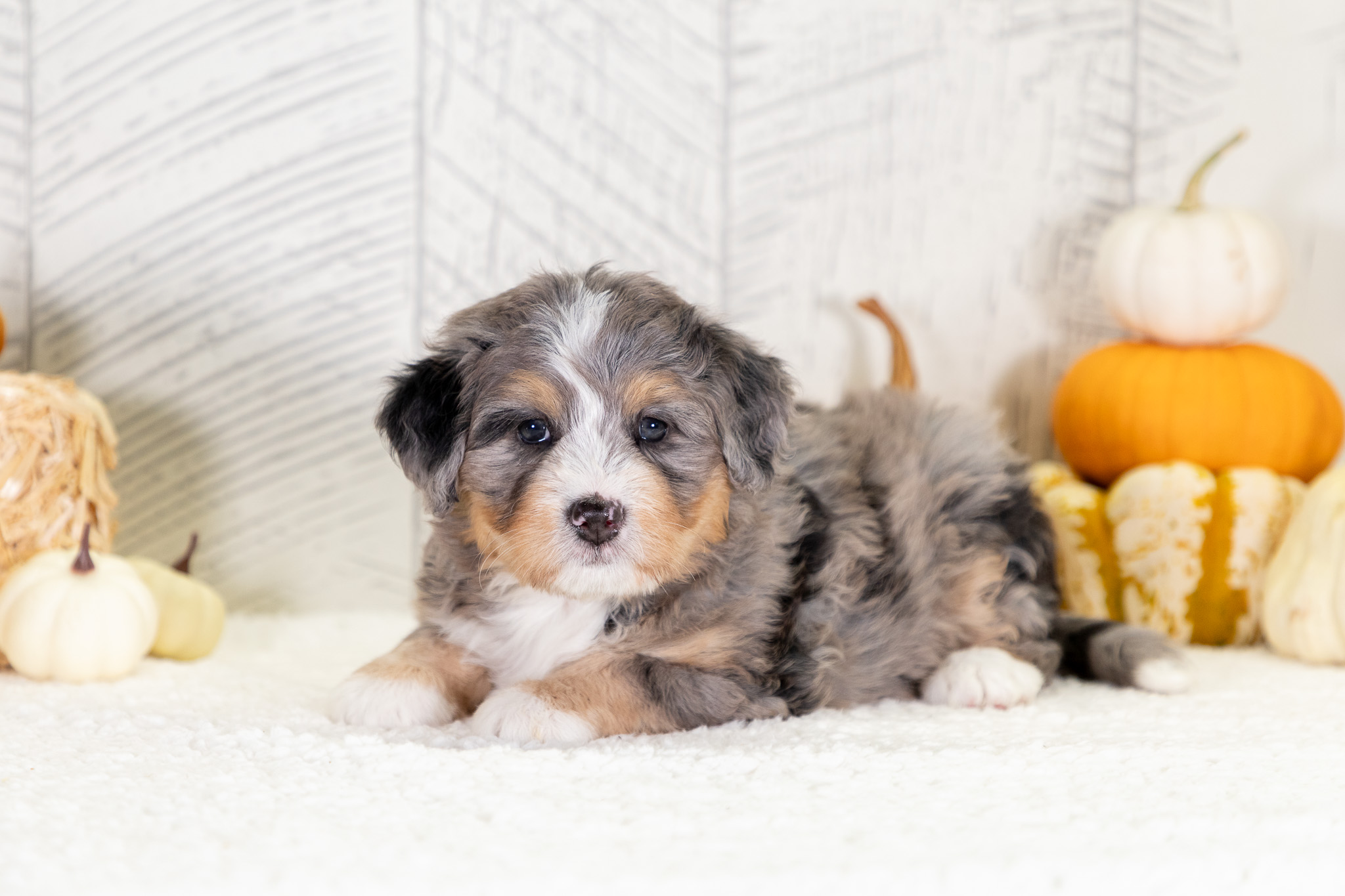 Bernedoodle Puppies For SaleWhitneyBernedoodle For Sale