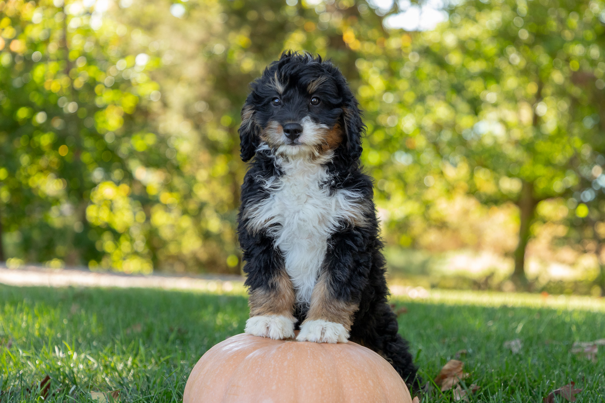 F1-Mini-Bernedoodle-Puppy-Willow-1-2