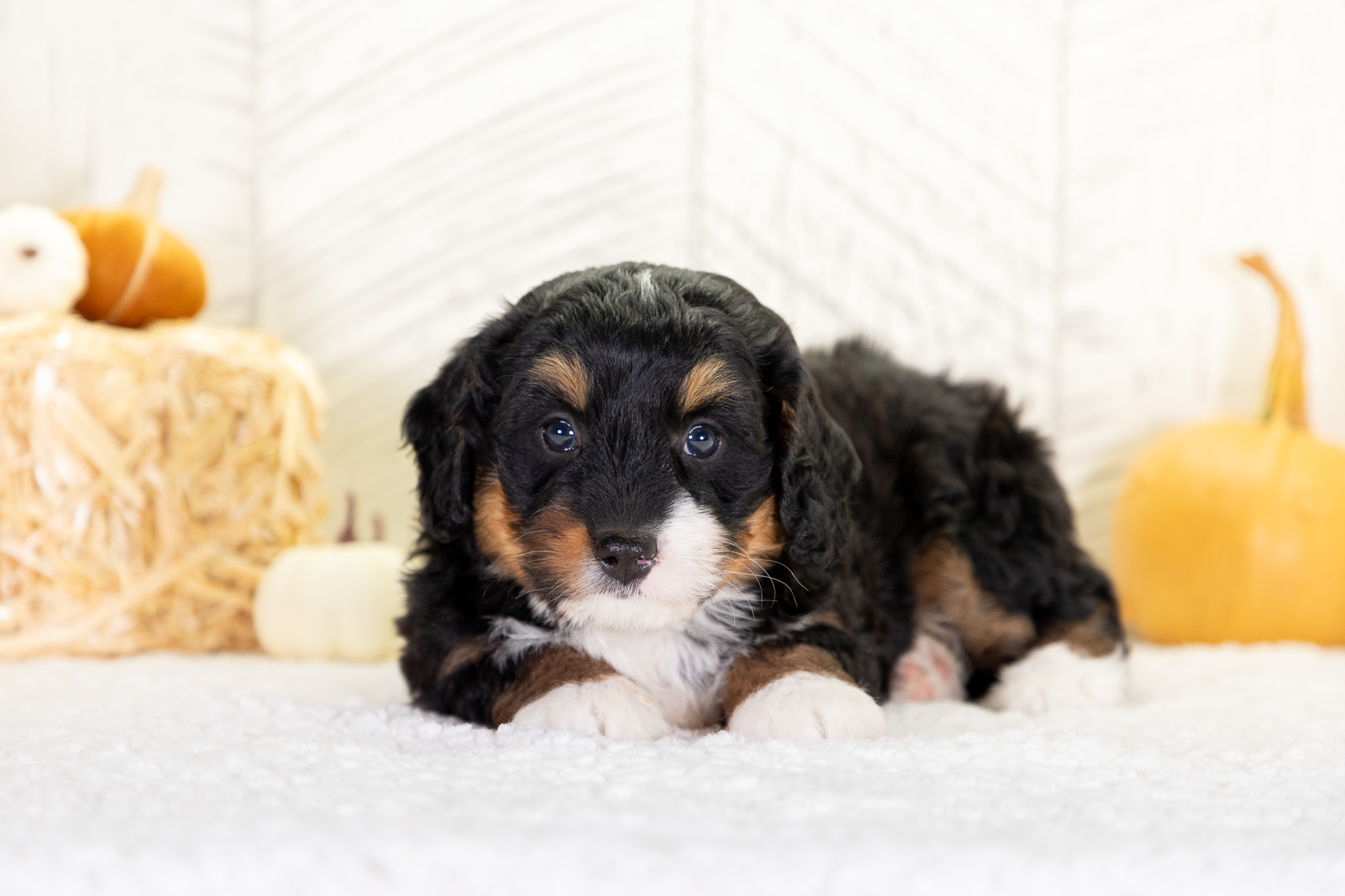 Bernedoodle Puppies For SaleWillowBernedoodle For Sale