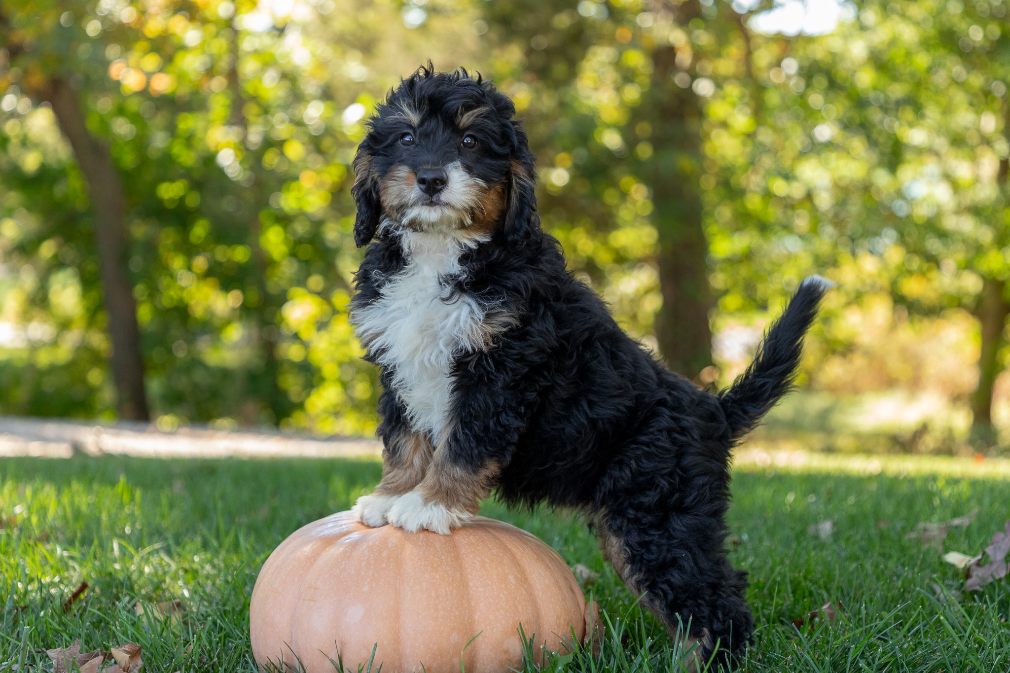 F1-Mini-Bernedoodle-Puppy-Willow-3-2