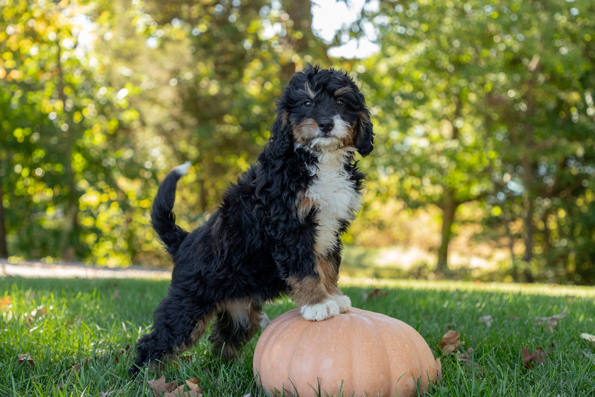 F1-Mini-Bernedoodle-Puppy-Willow-4-2