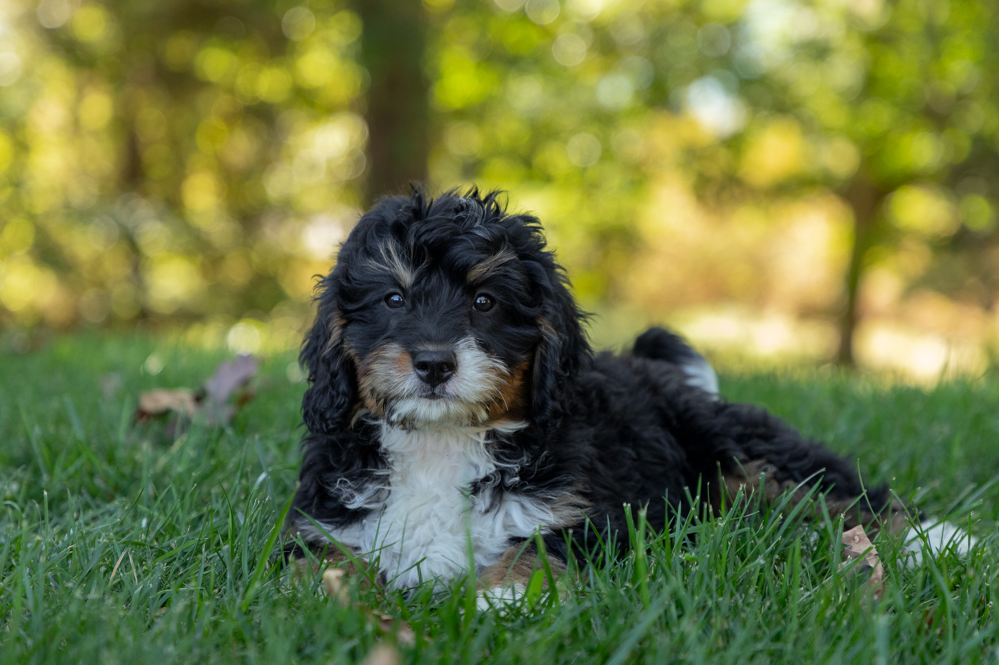 Bernedoodle Puppies For SaleWillowBernedoodle For Sale