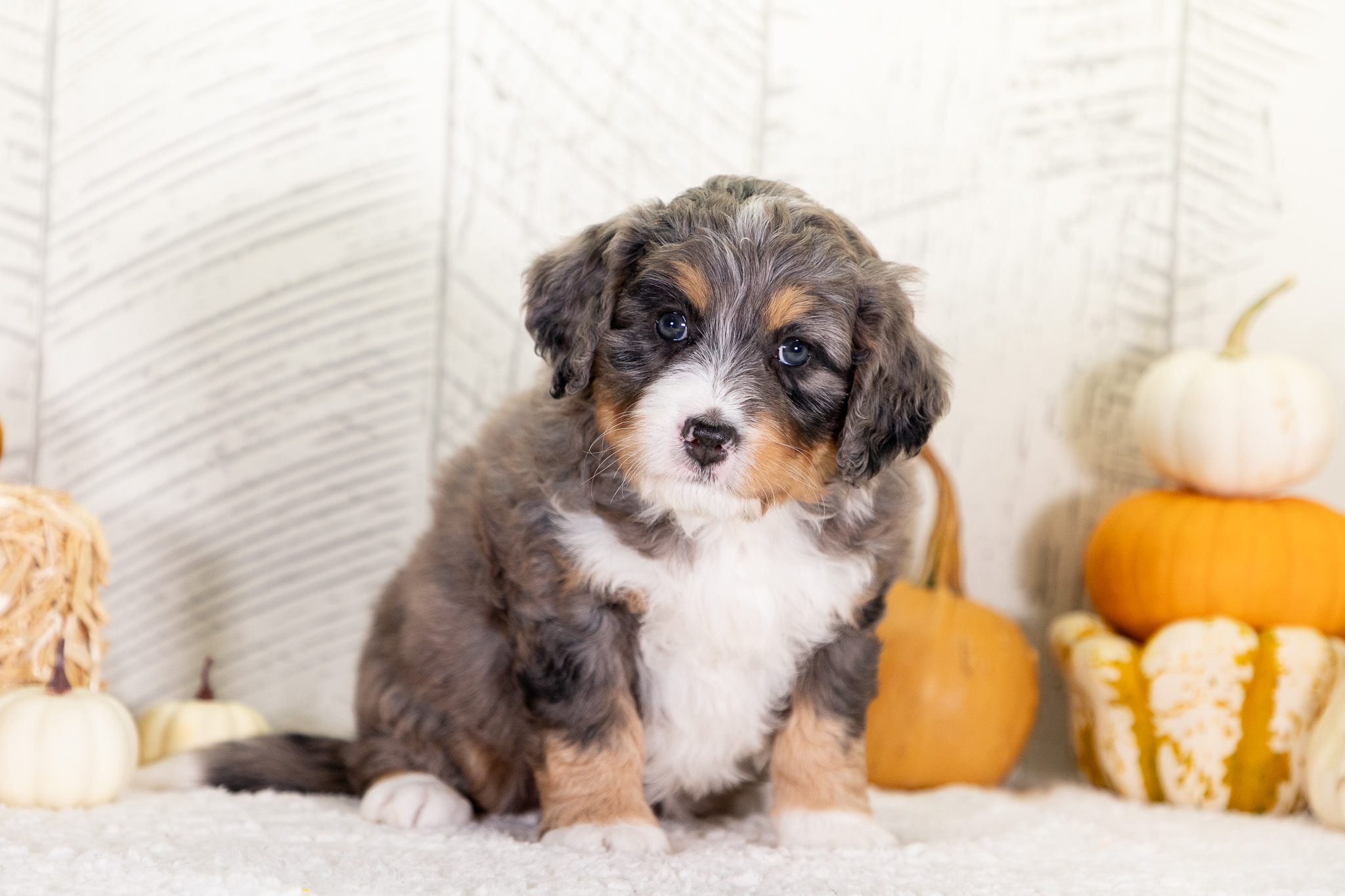 Bernedoodle Puppies For SaleWinnieBernedoodle For Sale