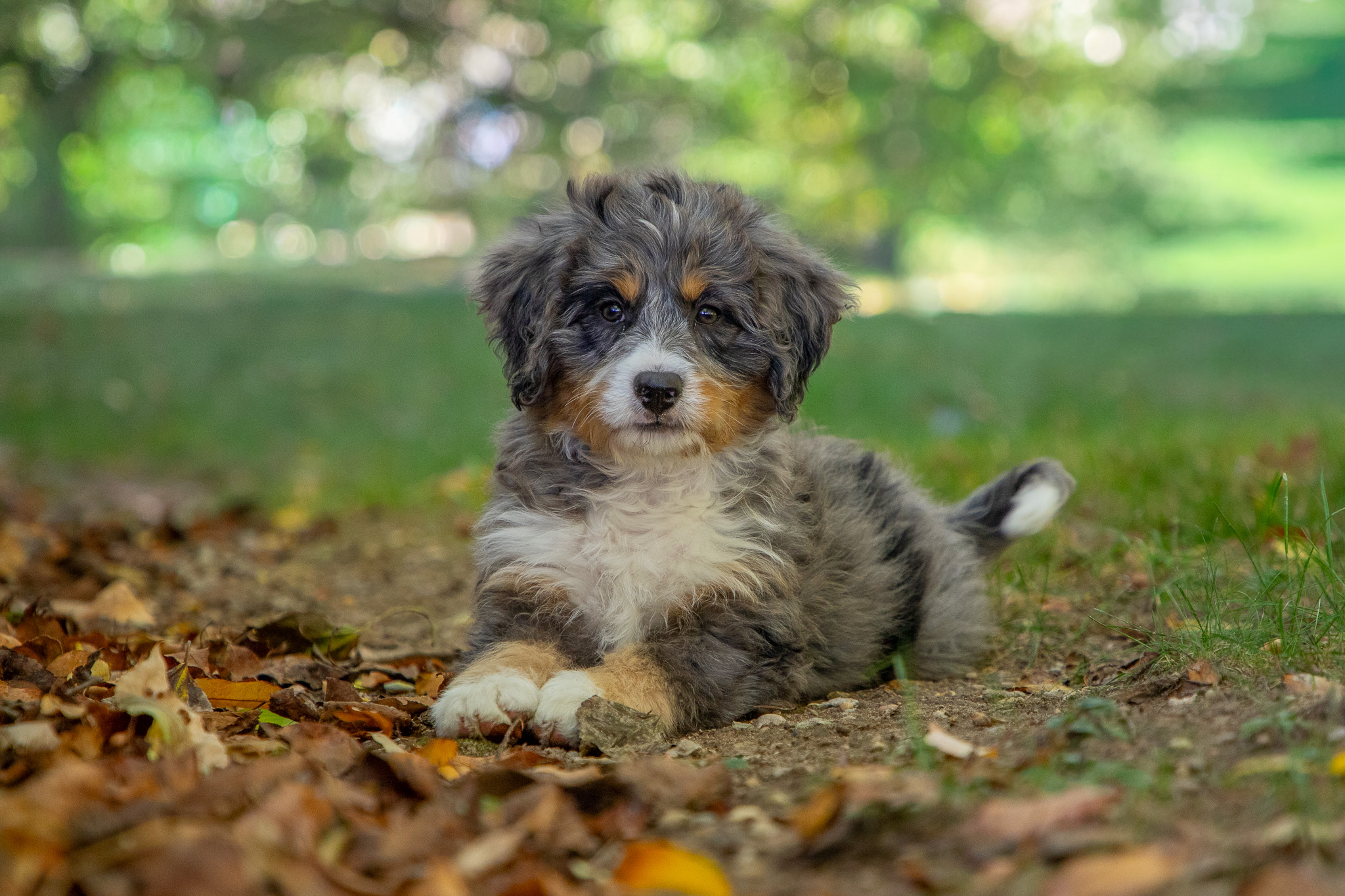 Bernedoodle Puppies For SaleWinnieBernedoodle For Sale