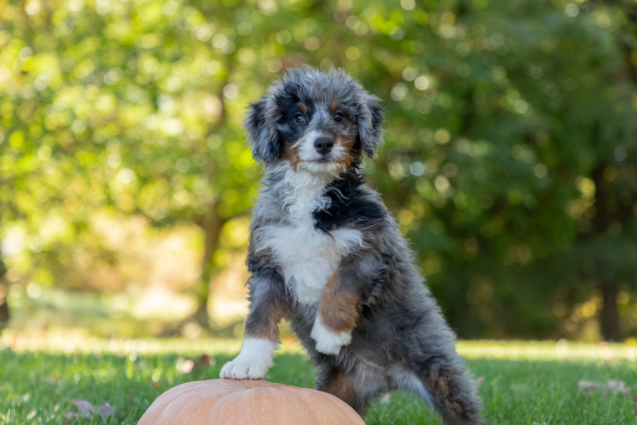 Bernedoodle Puppies For SaleWrenBernedoodle For Sale