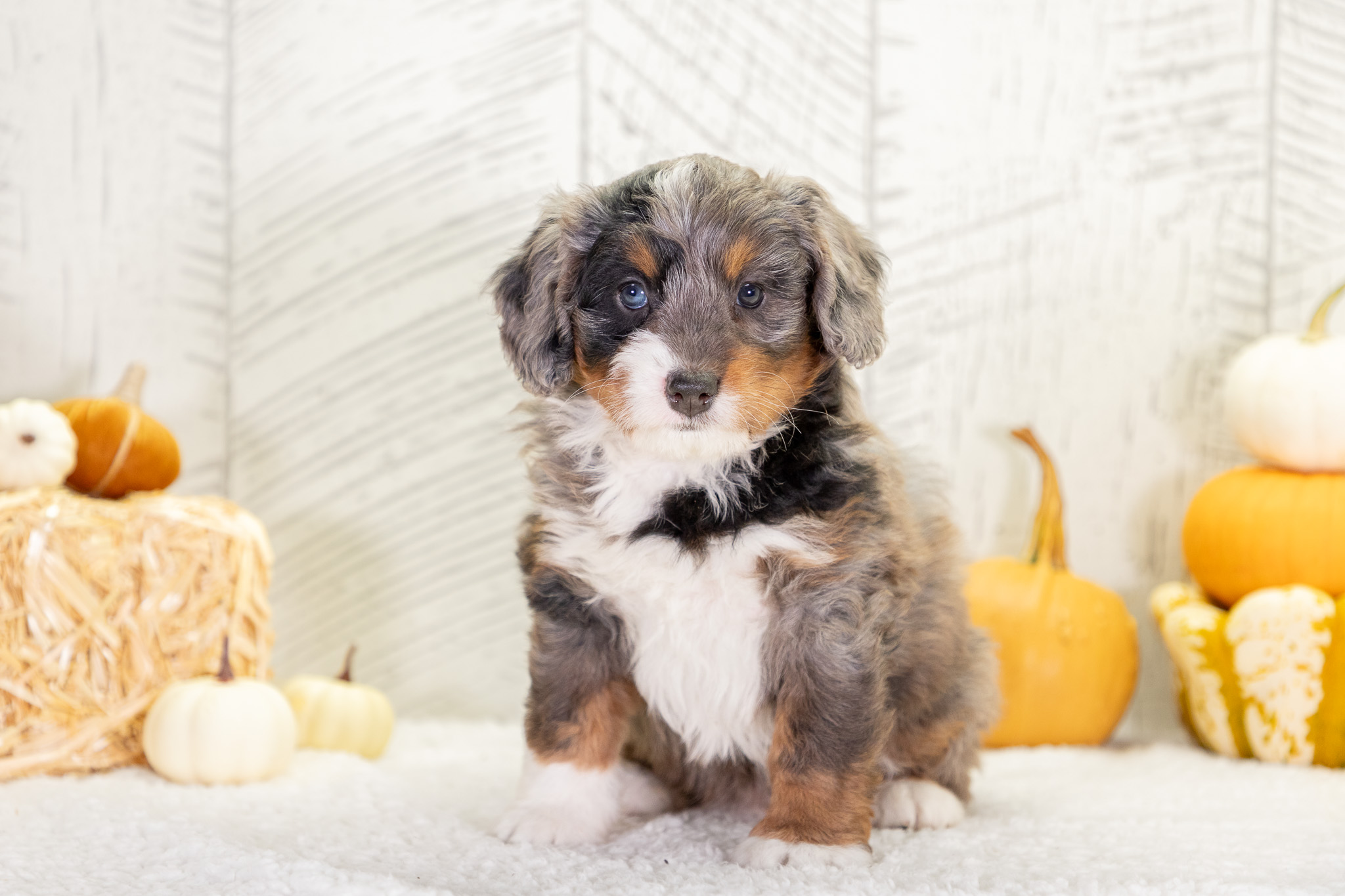 Bernedoodle Puppies For SaleWrenBernedoodle For Sale