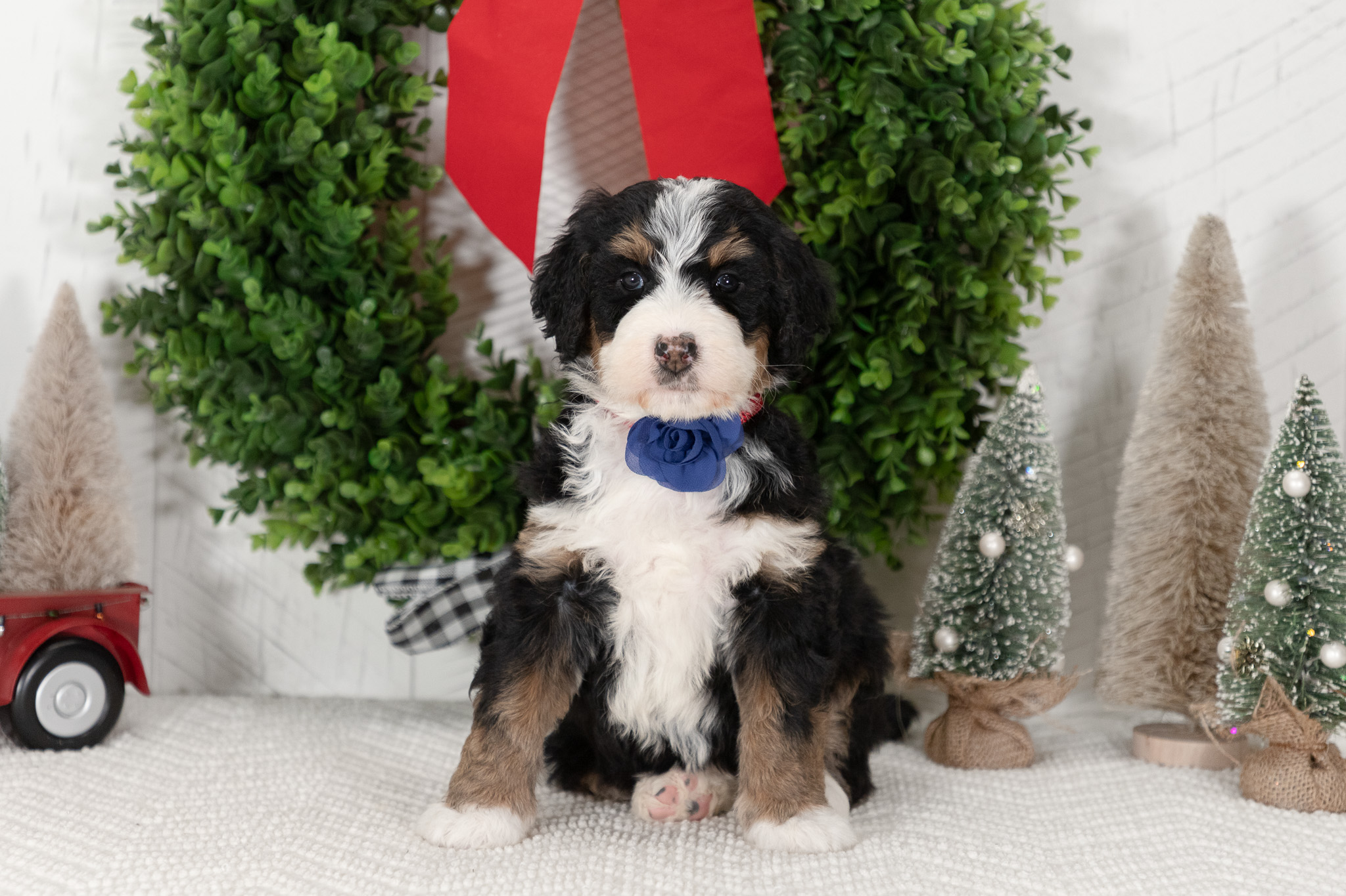 F1-Standard-Bernedoodle-Puppy-Candy-1