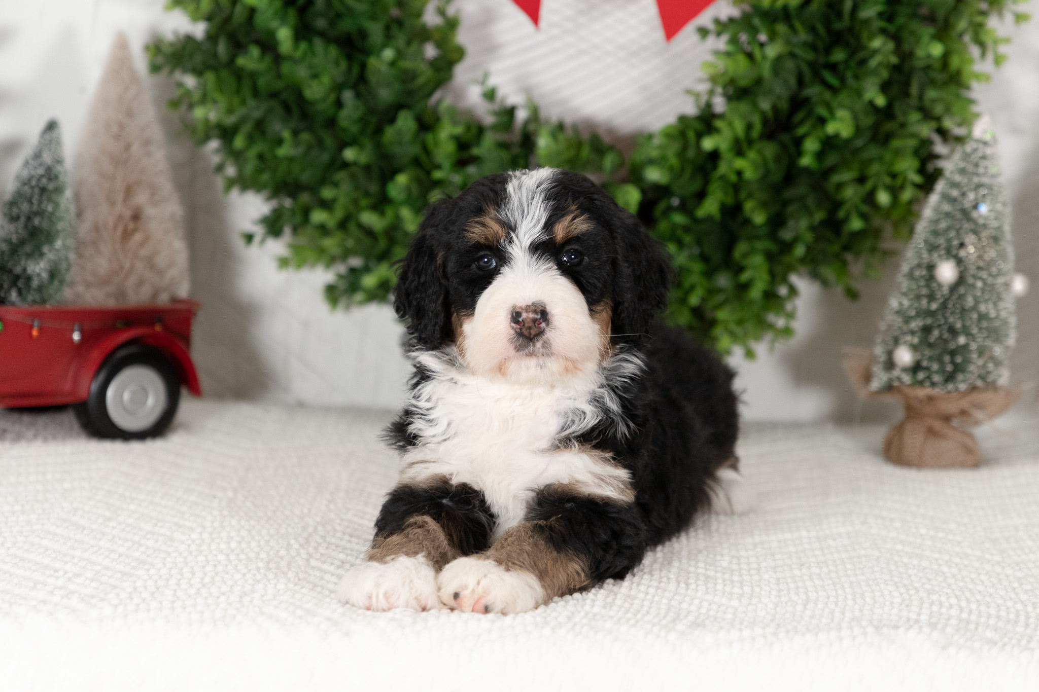 F1-Standard-Bernedoodle-Puppy-Candy-2