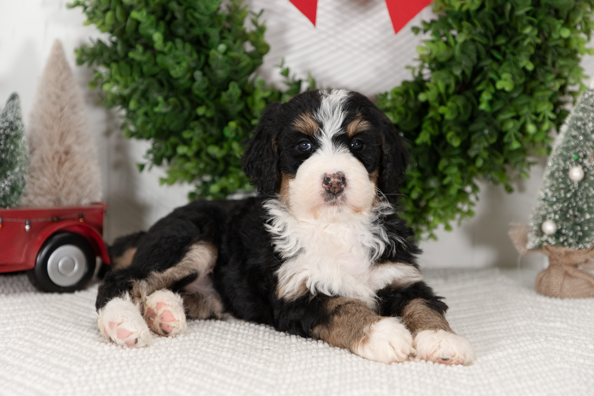 F1-Standard-Bernedoodle-Puppy-Candy-3