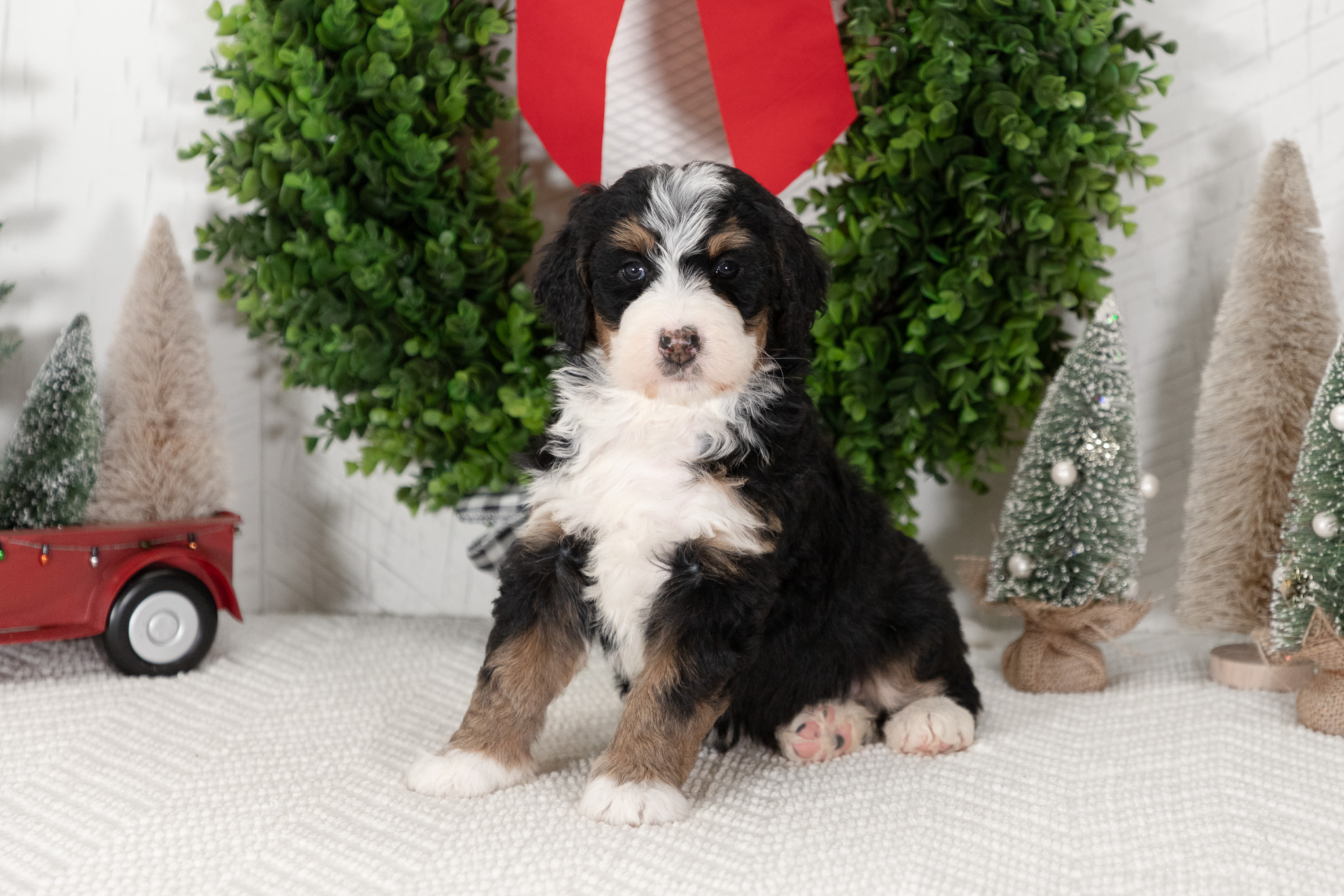 F1-Standard-Bernedoodle-Puppy-Candy-4