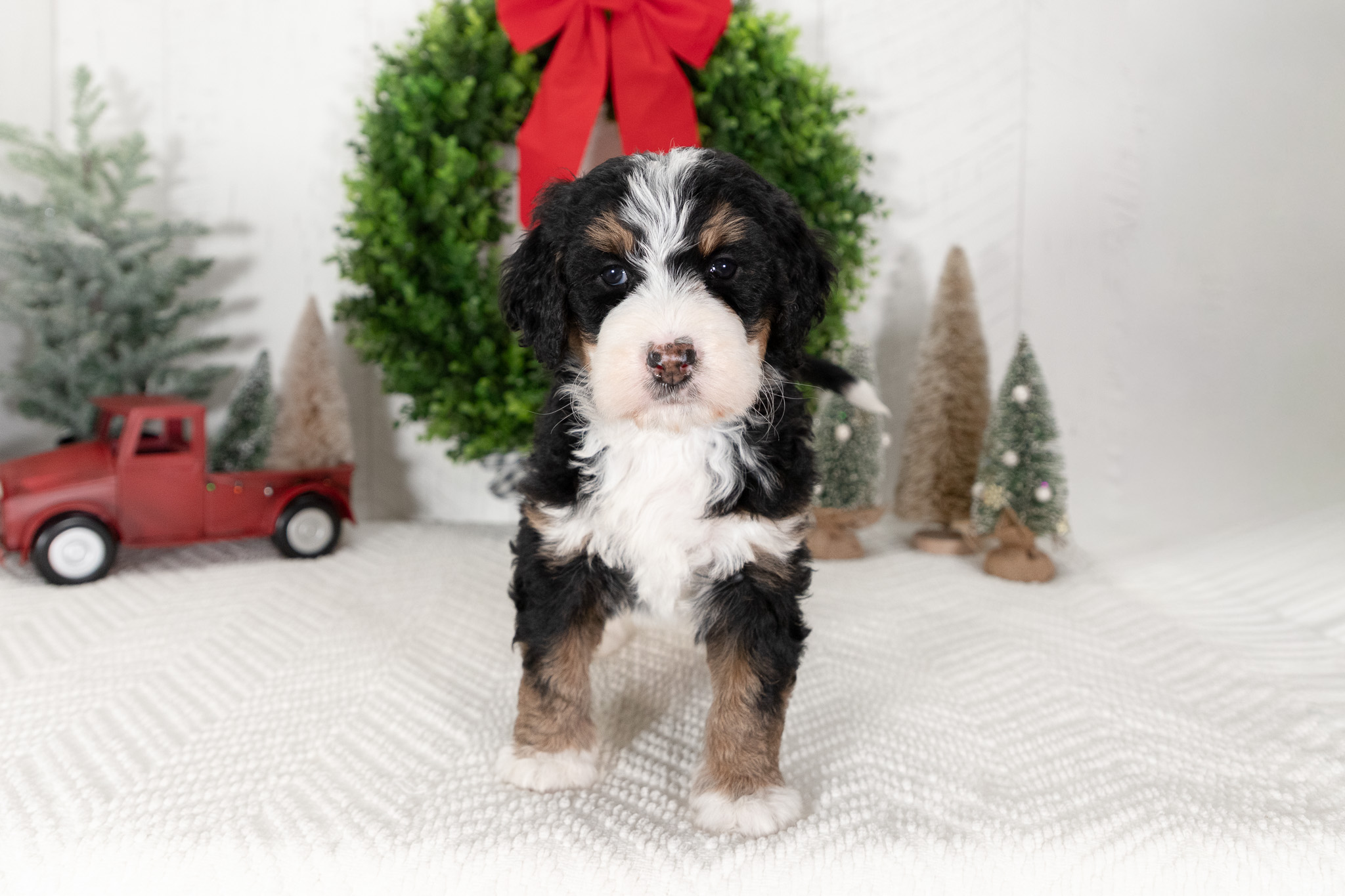 F1-Standard-Bernedoodle-Puppy-Candy-5