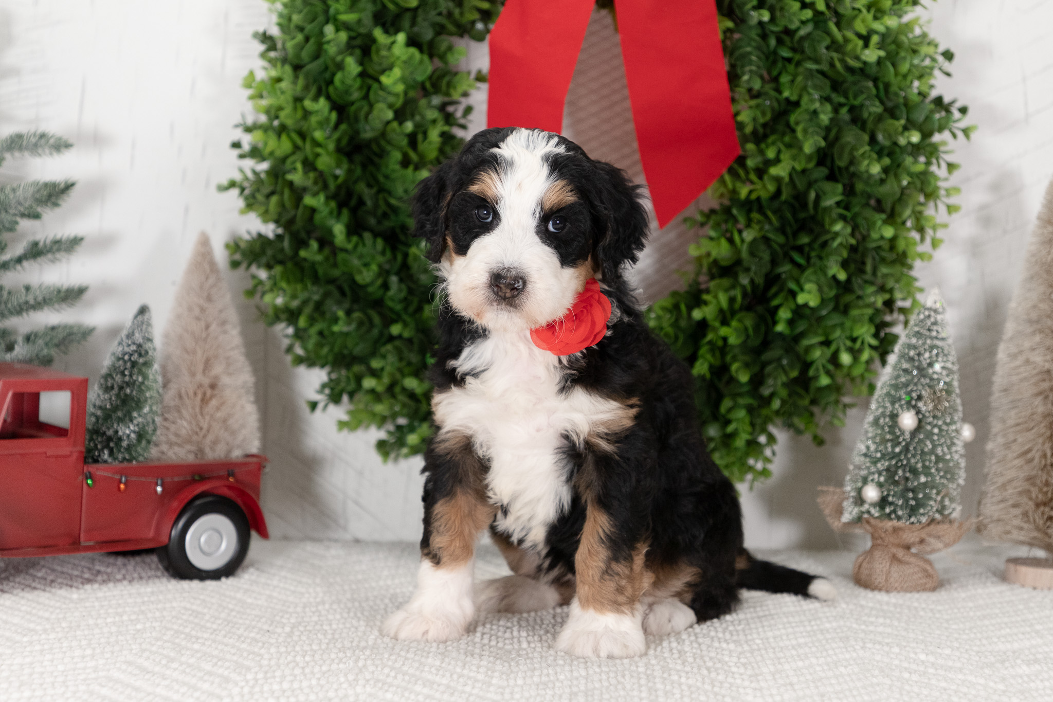 F1-Standard-Bernedoodle-Puppy-Carolyn-1