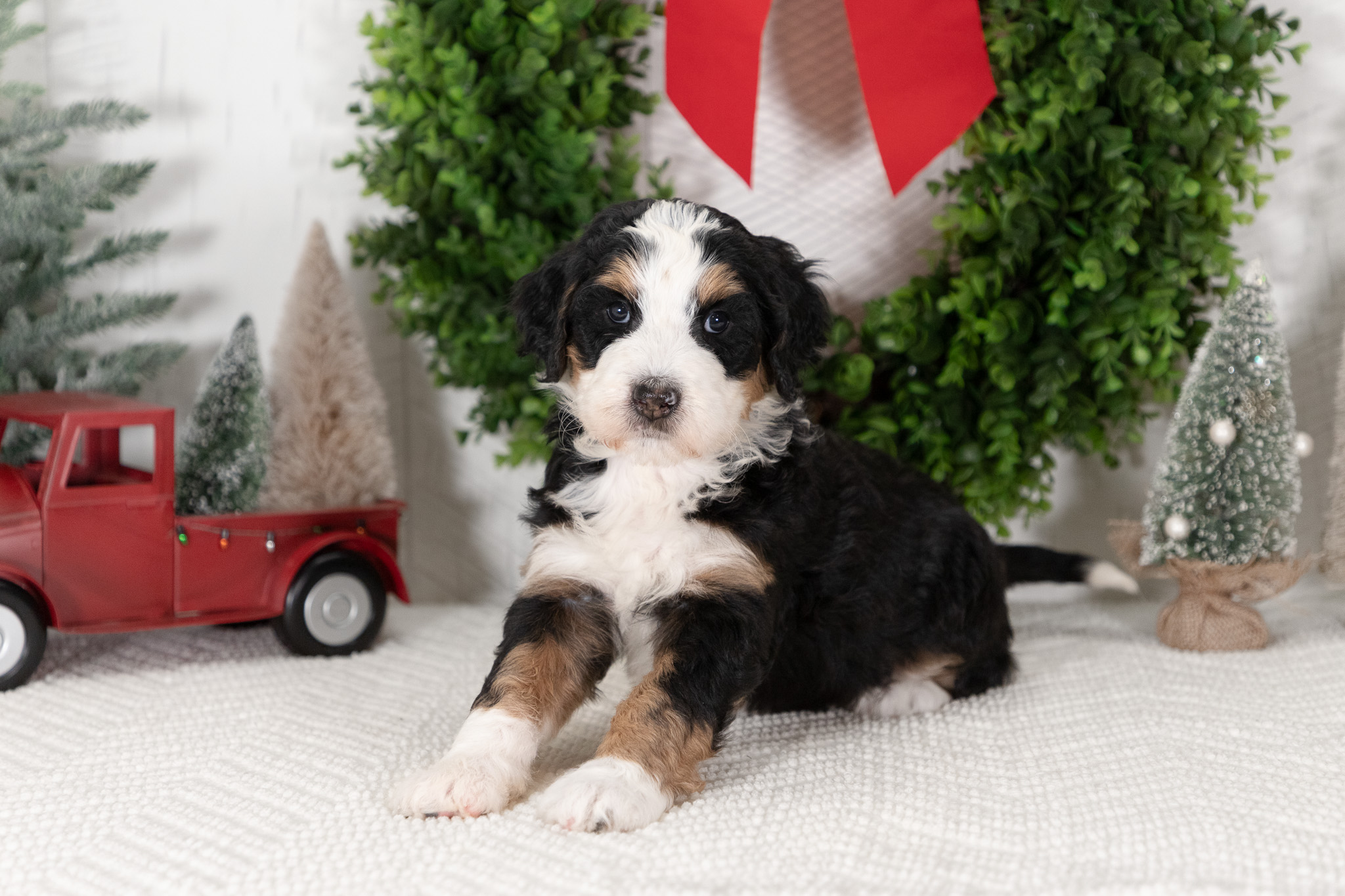 F1-Standard-Bernedoodle-Puppy-Carolyn-2