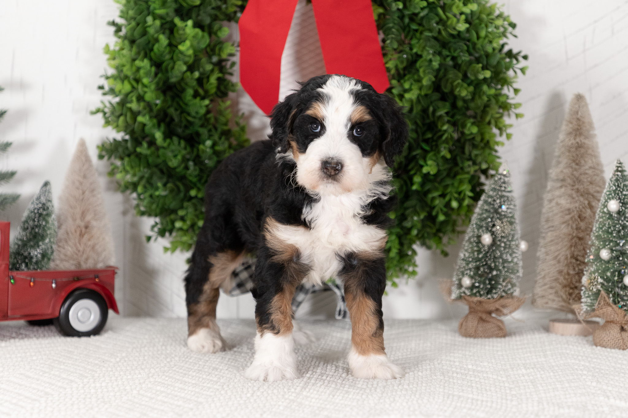 F1-Standard-Bernedoodle-Puppy-Carolyn-3